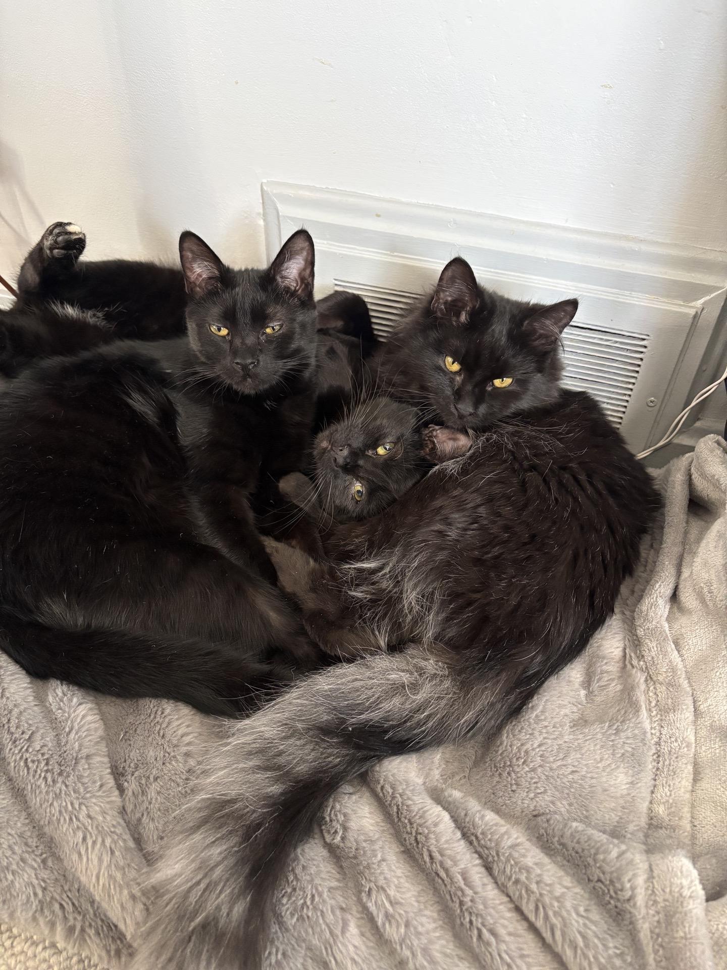 Morty, Monte & Fuzzy Wuzzy, Adoptable, Young Male Domestic Medium Hair.