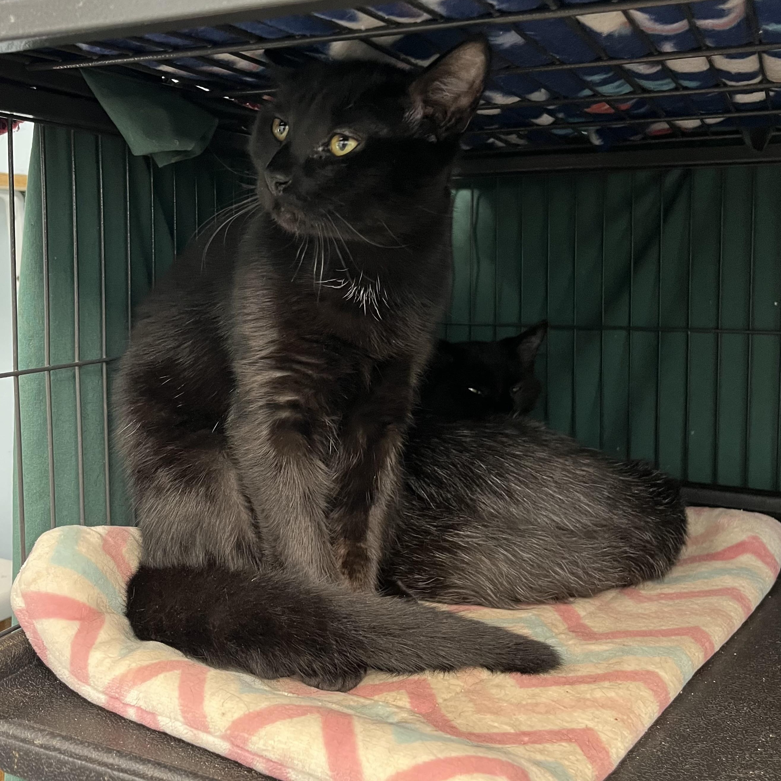 Enlarge Morty, Monte & Fuzzy Wuzzy, a Adoptable Domestic Medium Hair in Cortland, NY image 5/5