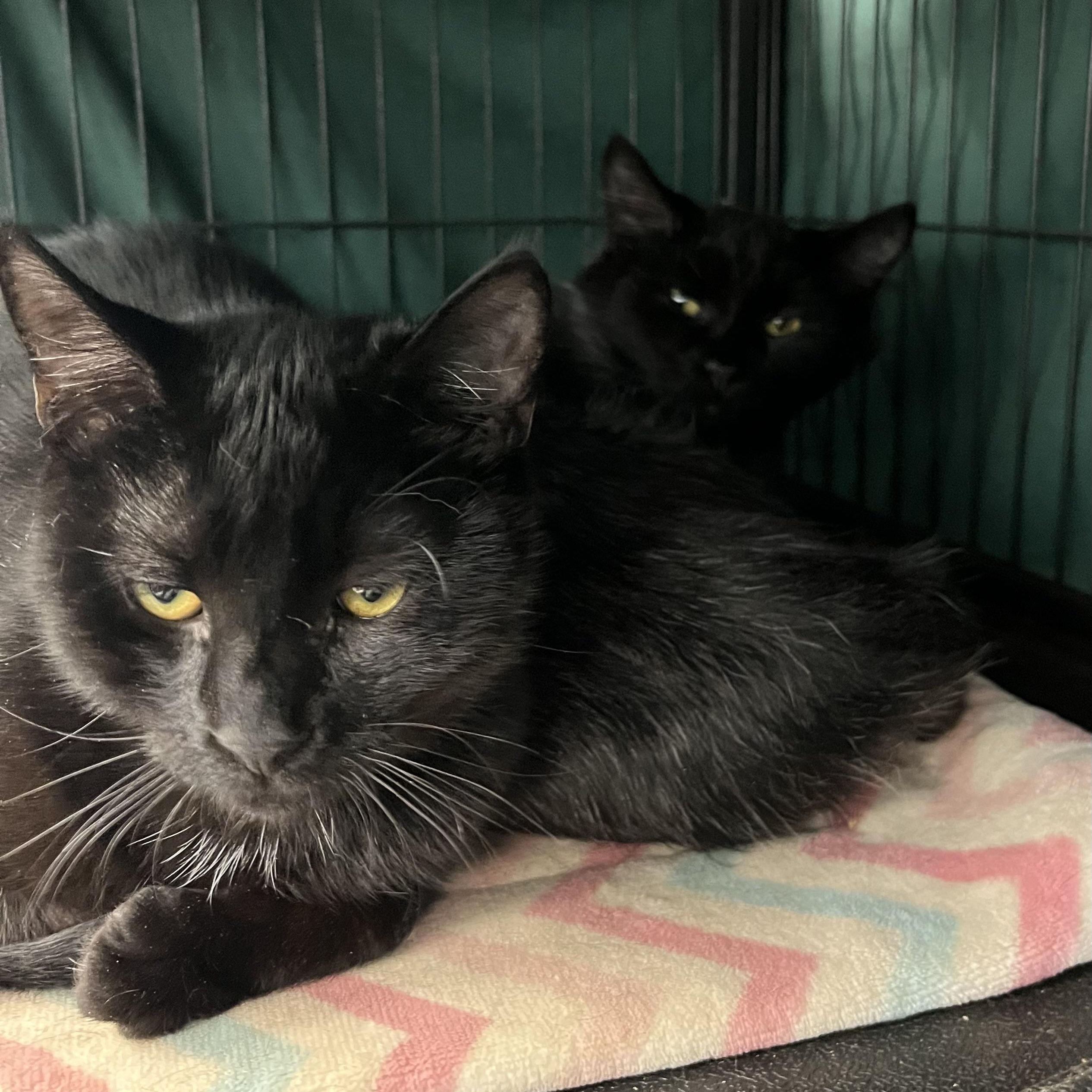 Enlarge Morty, Monte & Fuzzy Wuzzy, a Adoptable Domestic Medium Hair in Cortland, NY image 2/5