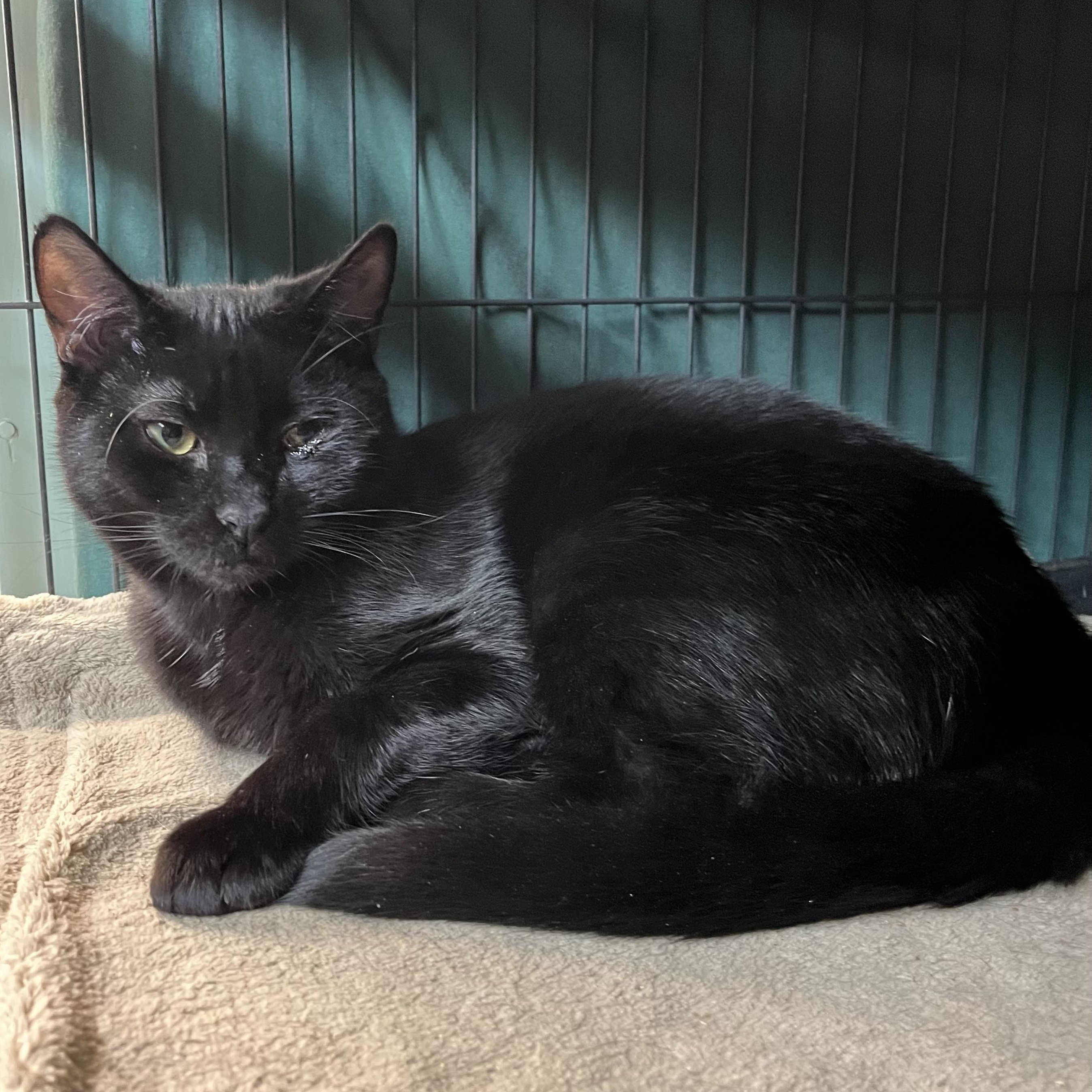 Enlarge Morty, Monte & Fuzzy Wuzzy, a Adoptable Domestic Medium Hair in Cortland, NY image 3/5