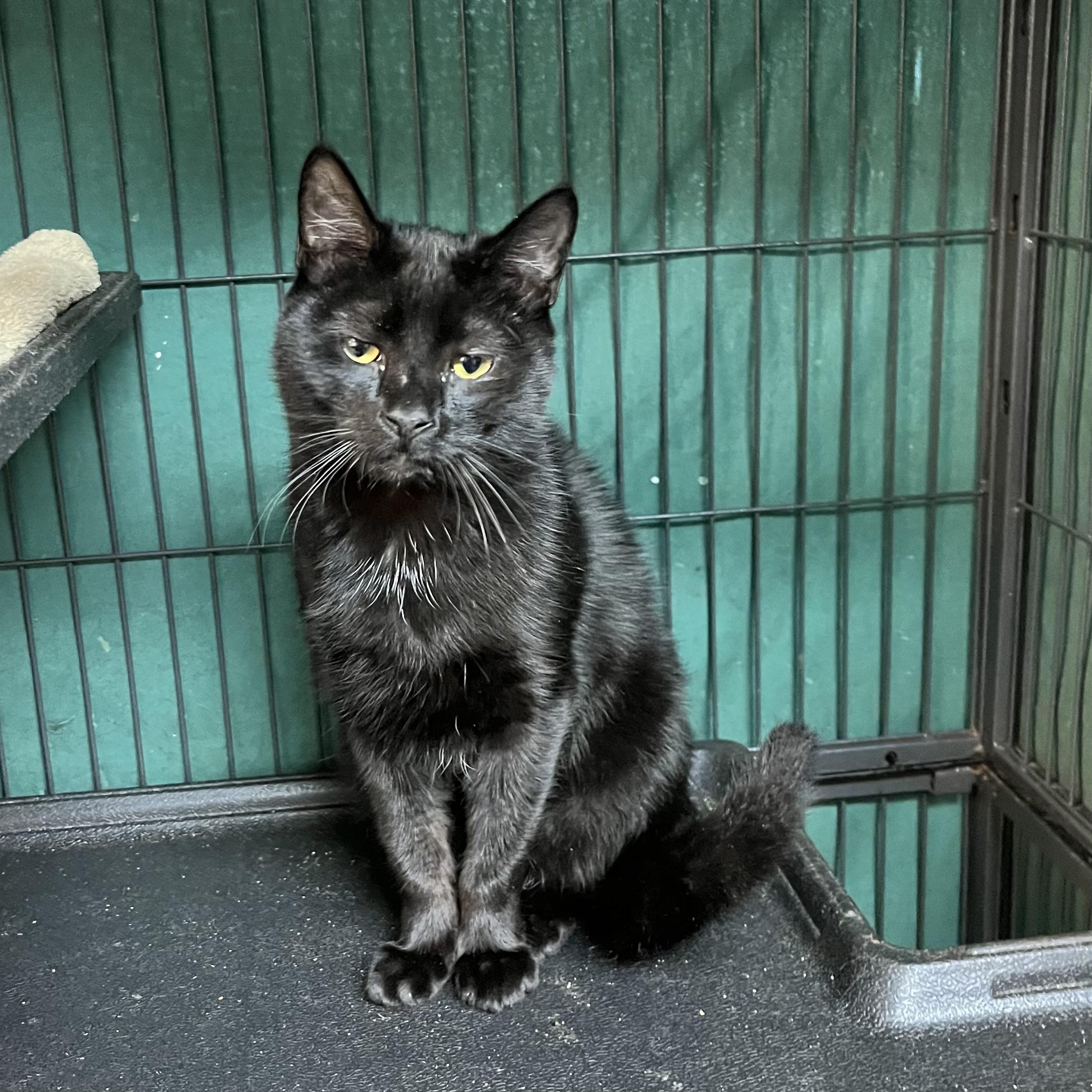 Enlarge Morty, Monte & Fuzzy Wuzzy, a Adoptable Domestic Medium Hair in Cortland, NY image 4/5