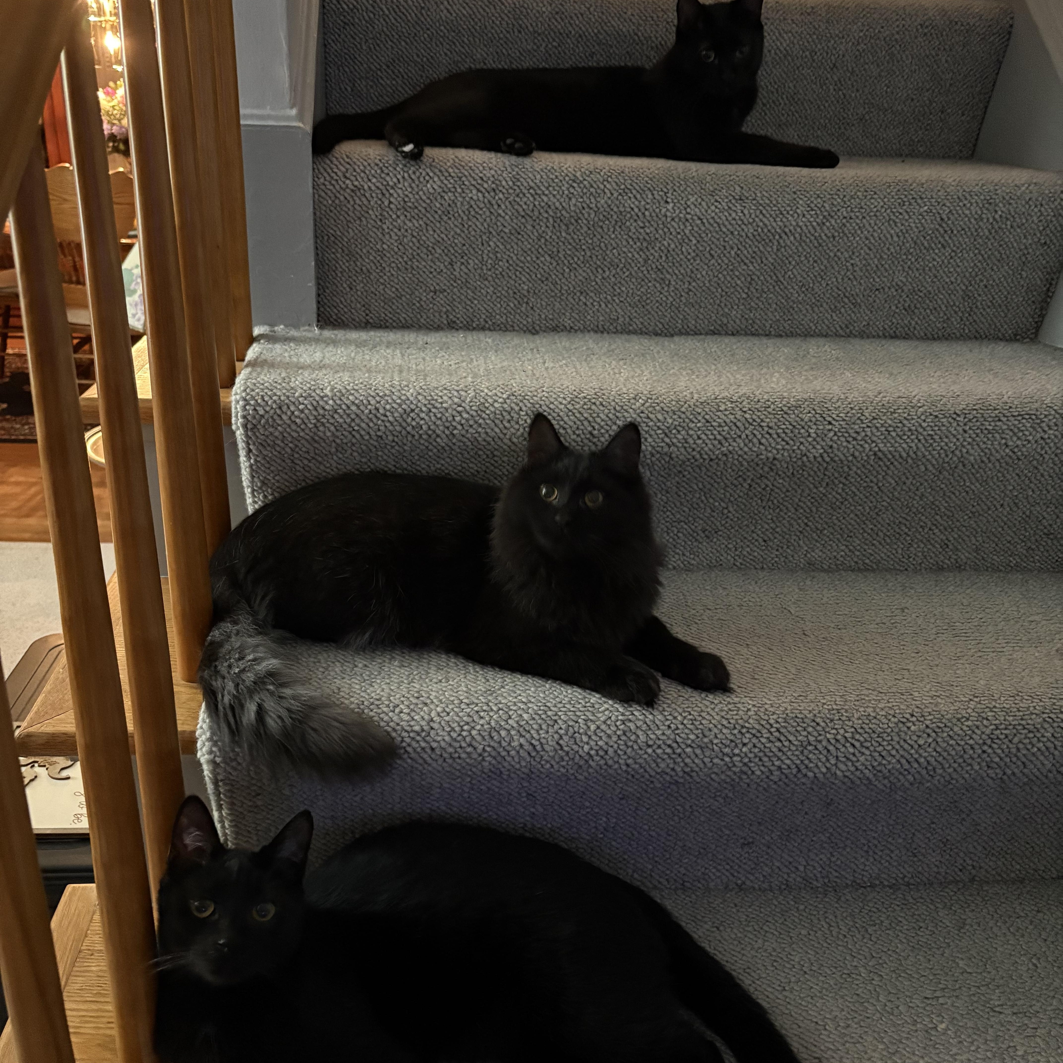 Enlarge Morty, Monte & Fuzzy Wuzzy, a Adoptable Domestic Medium Hair in Cortland, NY image 6/6