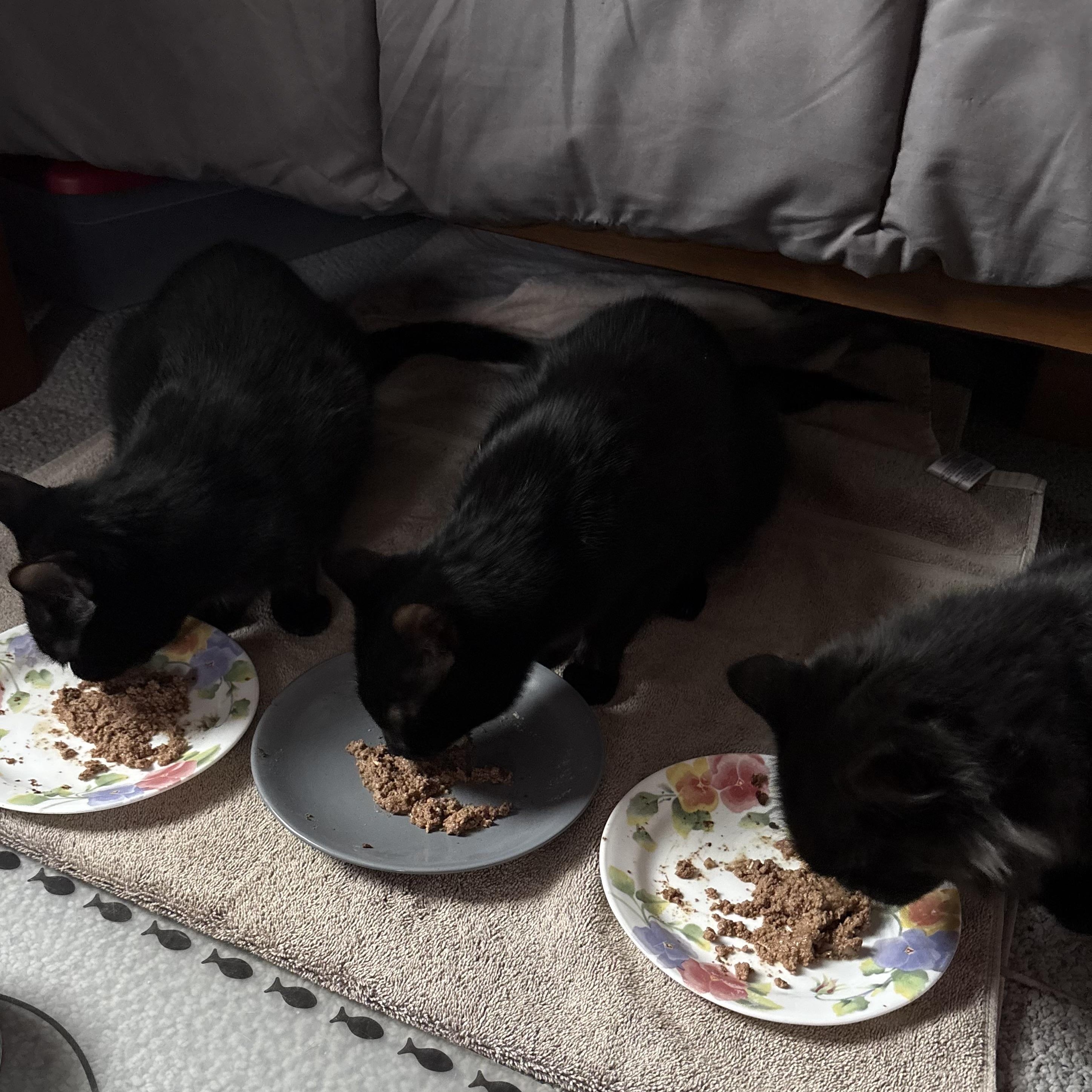 Morty, Monte & Fuzzy Wuzzy, Adoptable, Young Male Domestic Medium Hair.