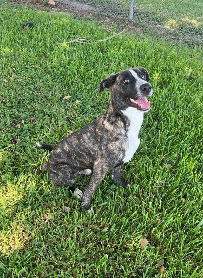 Sherlock, ADOPTABLE, Young Male Plott Hound.