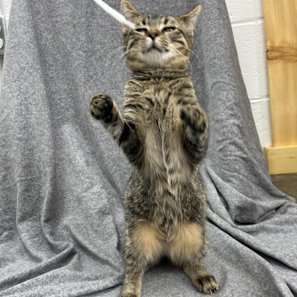 Enlarge Turn-Up, a Adoptable mixed breed in Madisonville, KY image 1/6