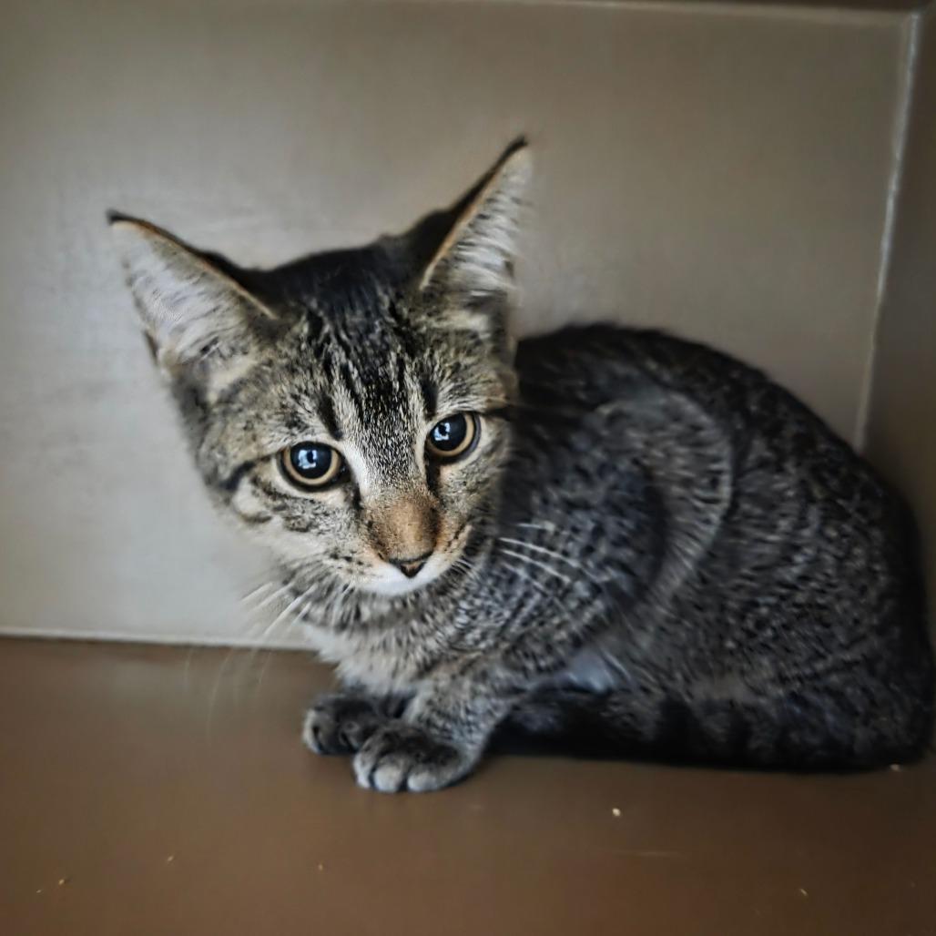 Enlarge Turn-Up, a Adoptable mixed breed in Madisonville, KY image 2/6