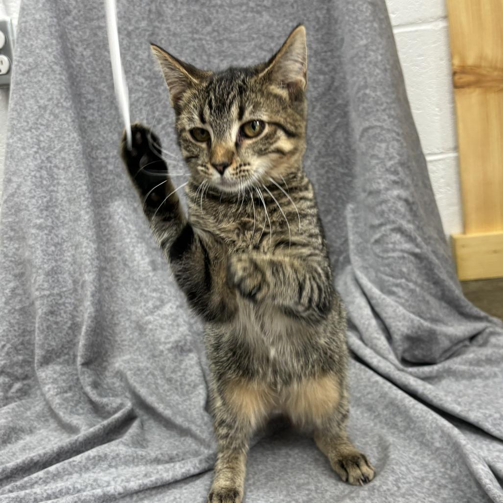 Enlarge Turn-Up, a Adoptable mixed breed in Madisonville, KY image 3/6