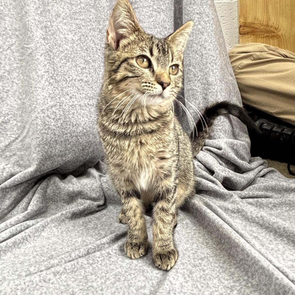 Enlarge Turn-Up, a Adoptable mixed breed in Madisonville, KY image 4/6