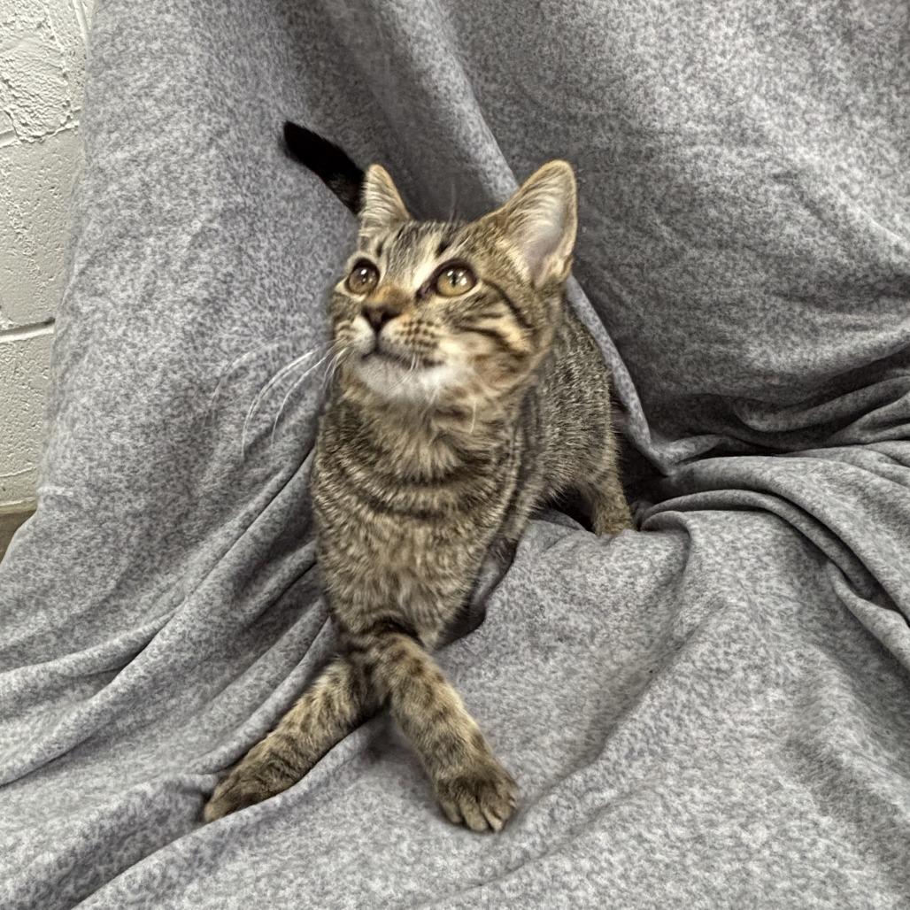Enlarge Turn-Up, a Adoptable mixed breed in Madisonville, KY image 5/6