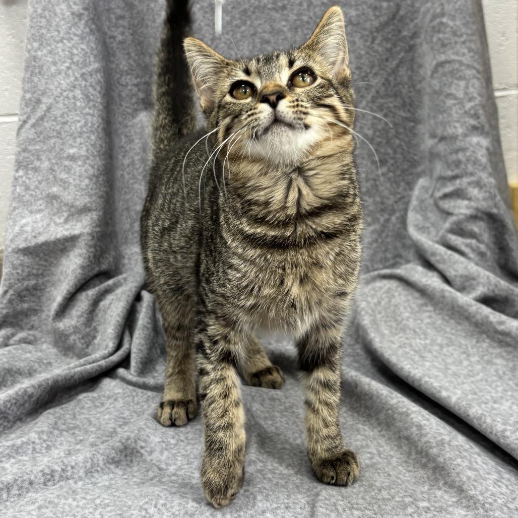 Enlarge Turn-Up, a Adoptable mixed breed in Madisonville, KY image 6/6
