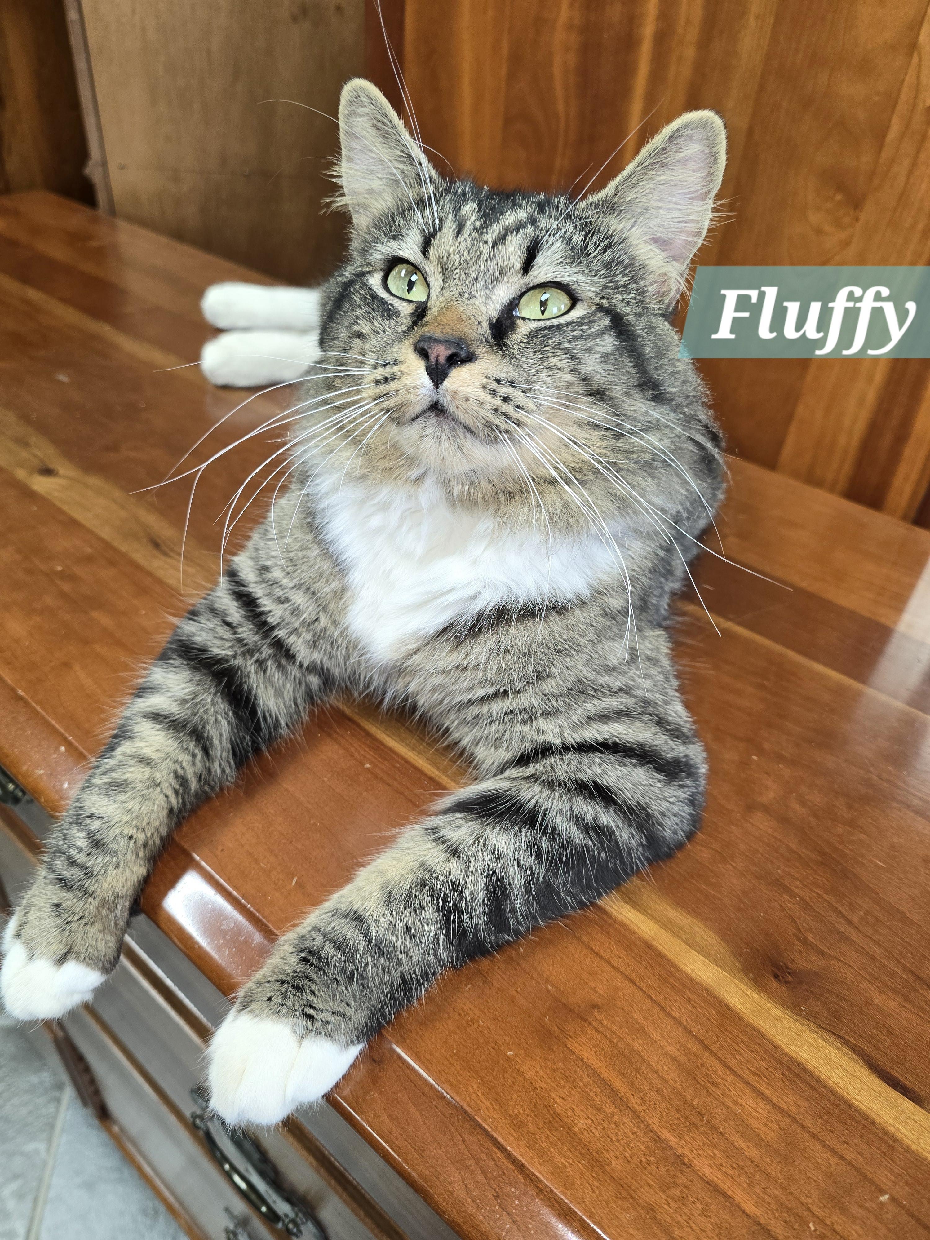 Fluffy, Adoptable, Adult Male Domestic Medium Hair.