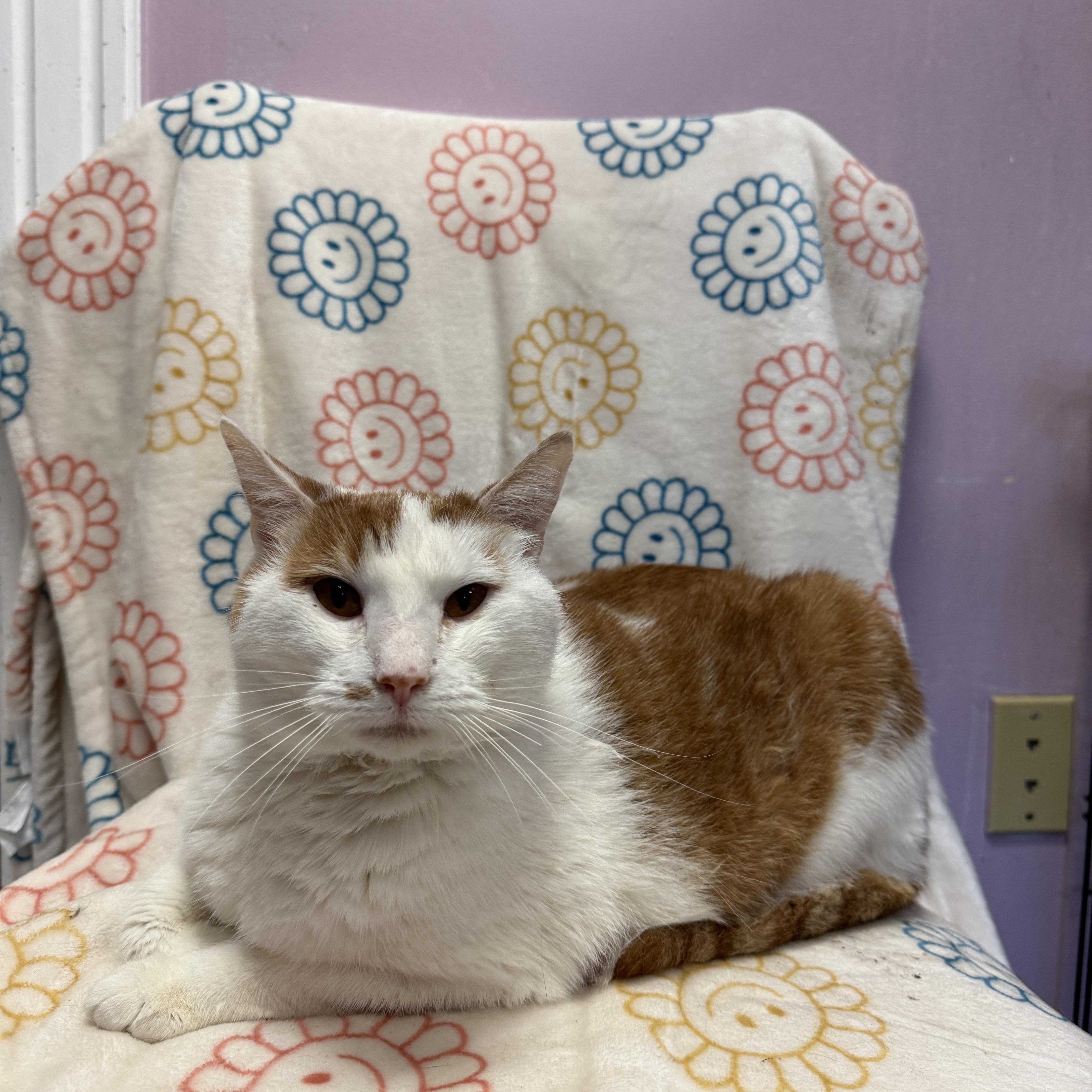 Enlarge Bunda, an adopted Domestic Short Hair in Freeport, NY image 1/1