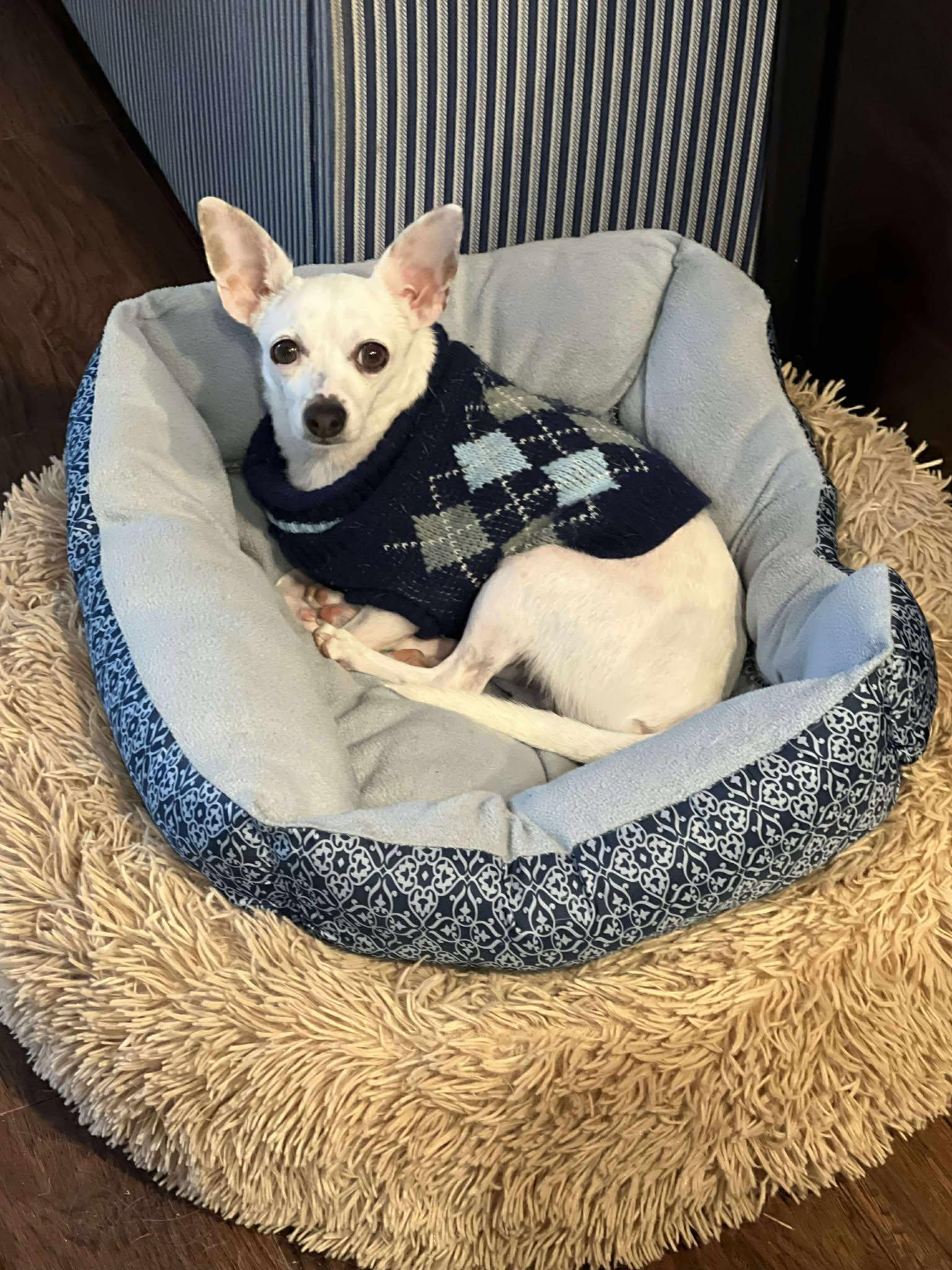 Vanilla Ice, Adoptable, Adult Male Chihuahua.