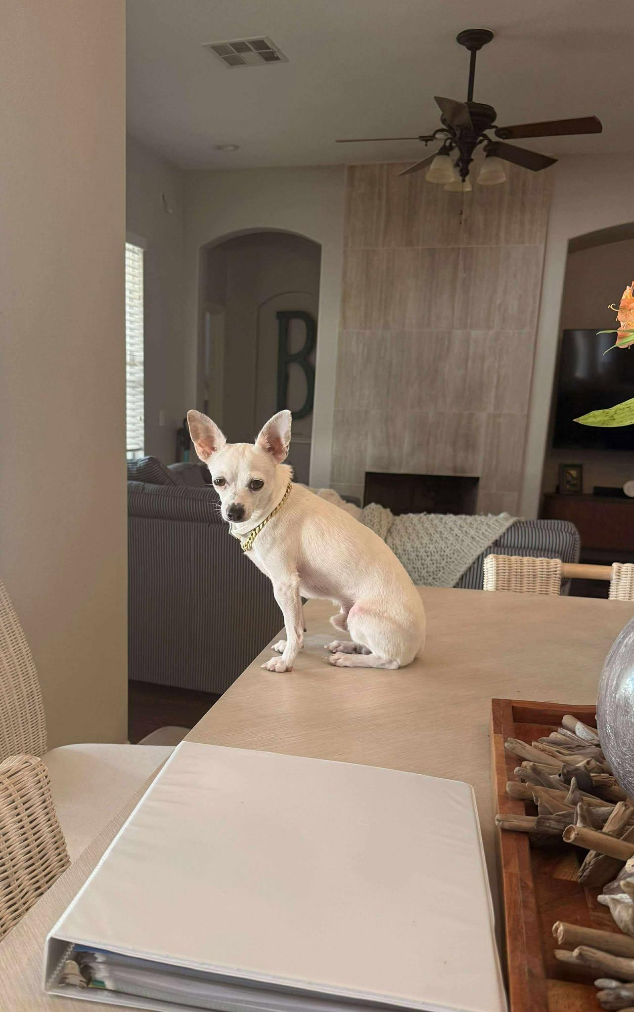 Enlarge Vanilla Ice, a Adoptable Chihuahua in Austin, TX image 2/6