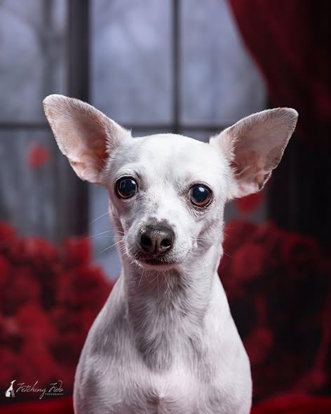Enlarge Vanilla Ice, a Adoptable Chihuahua in Austin, TX image 3/6