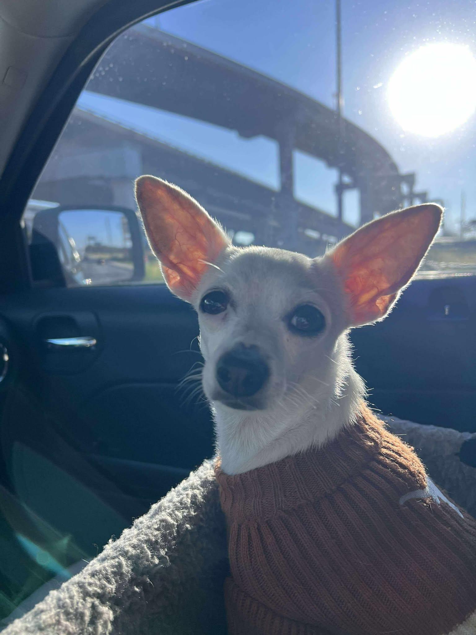 Enlarge Vanilla Ice, a Adoptable Chihuahua in Austin, TX image 4/6