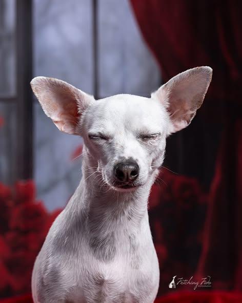 Enlarge Vanilla Ice, a Adoptable Chihuahua in Austin, TX image 6/6