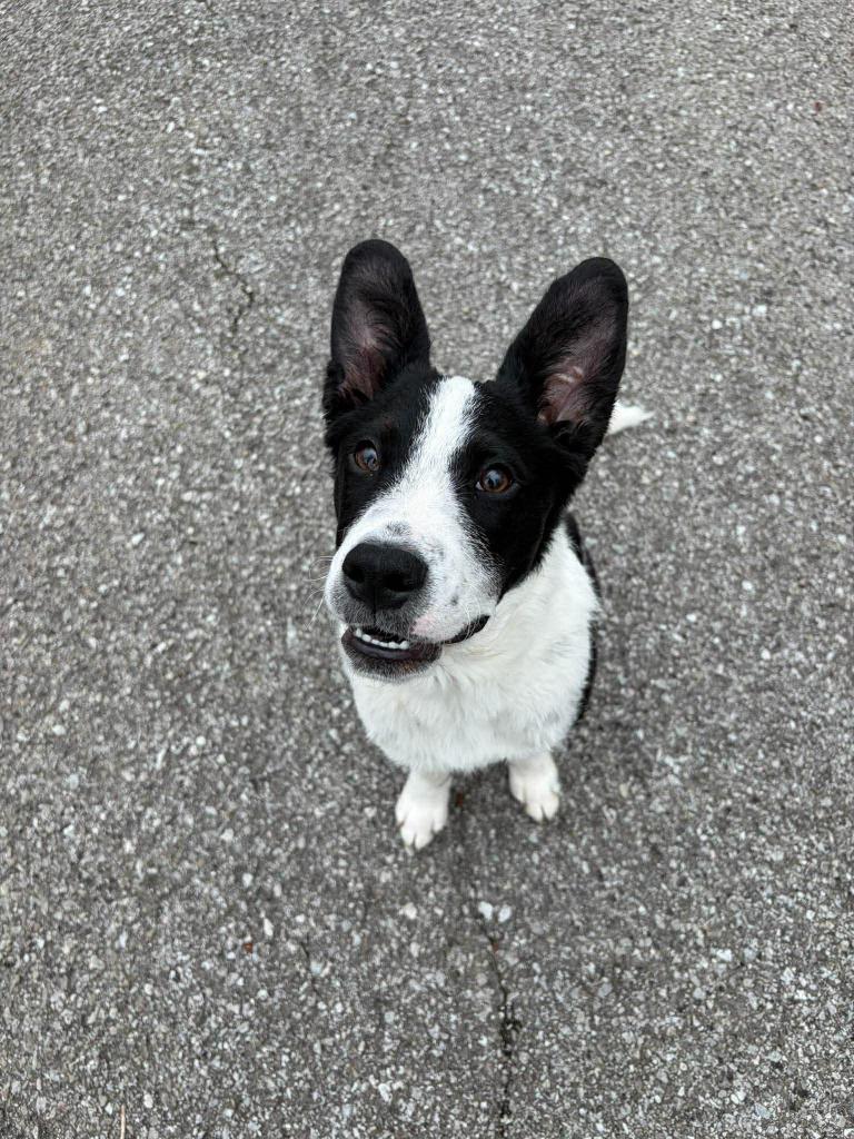 Enlarge Harvest, a Adoptable mixed breed in Lexington, KY image 1/6