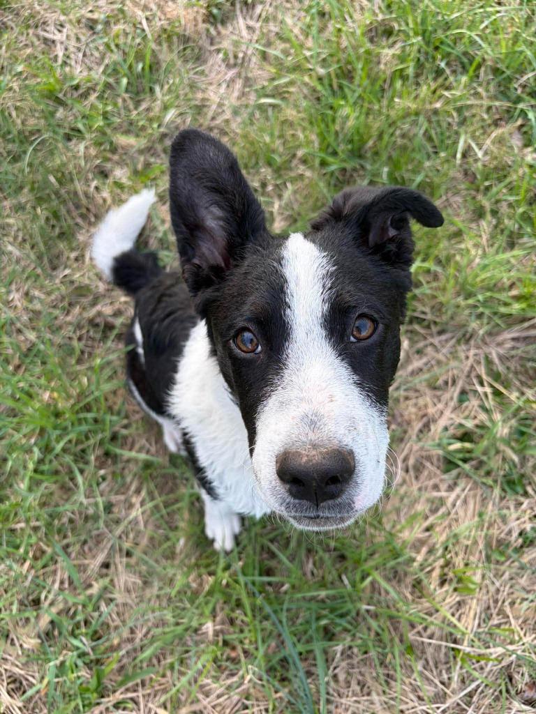 Enlarge Harvest, a Adoptable mixed breed in Lexington, KY image 2/6