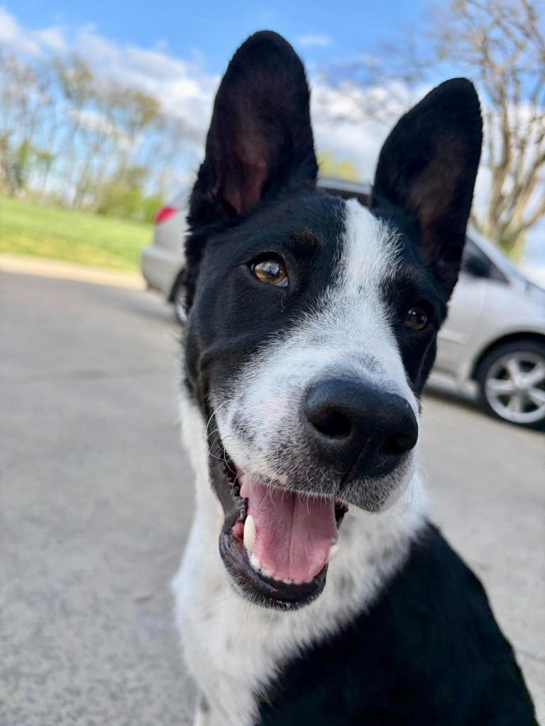 Enlarge Harvest, a Adoptable mixed breed in Lexington, KY image 3/6