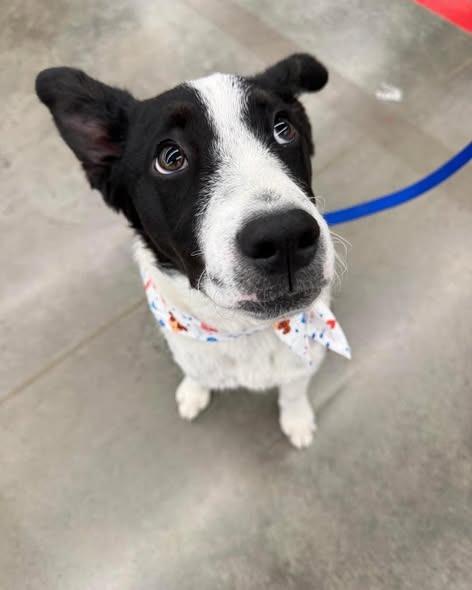 Enlarge Harvest, a Adoptable mixed breed in Lexington, KY image 4/6