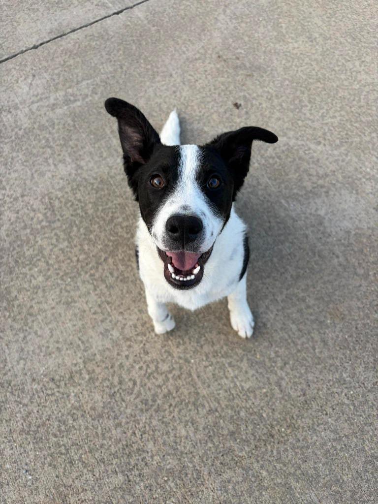 Enlarge Harvest, a Adoptable mixed breed in Lexington, KY image 5/6