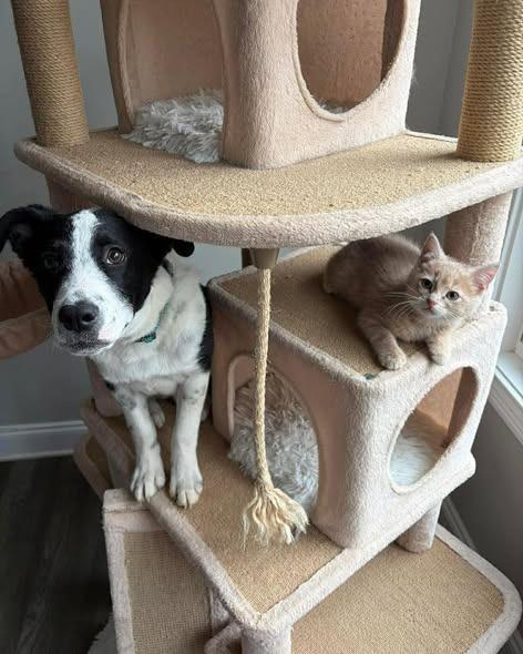 Enlarge Harvest, a Adoptable mixed breed in Lexington, KY image 6/6