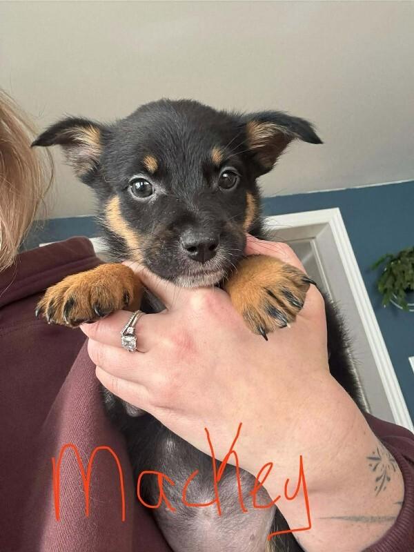 Mackey, Adoptable, Young Female Mixed Breed.