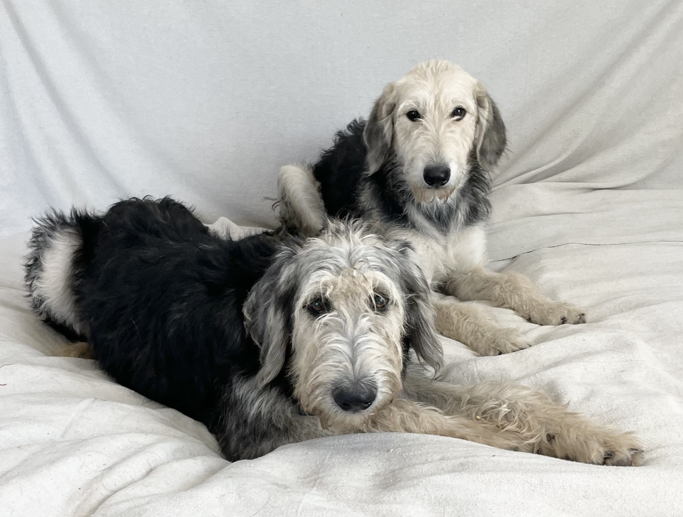 Dog for adoption Amazing Caeli and Blaine, an Irish Wolfhound