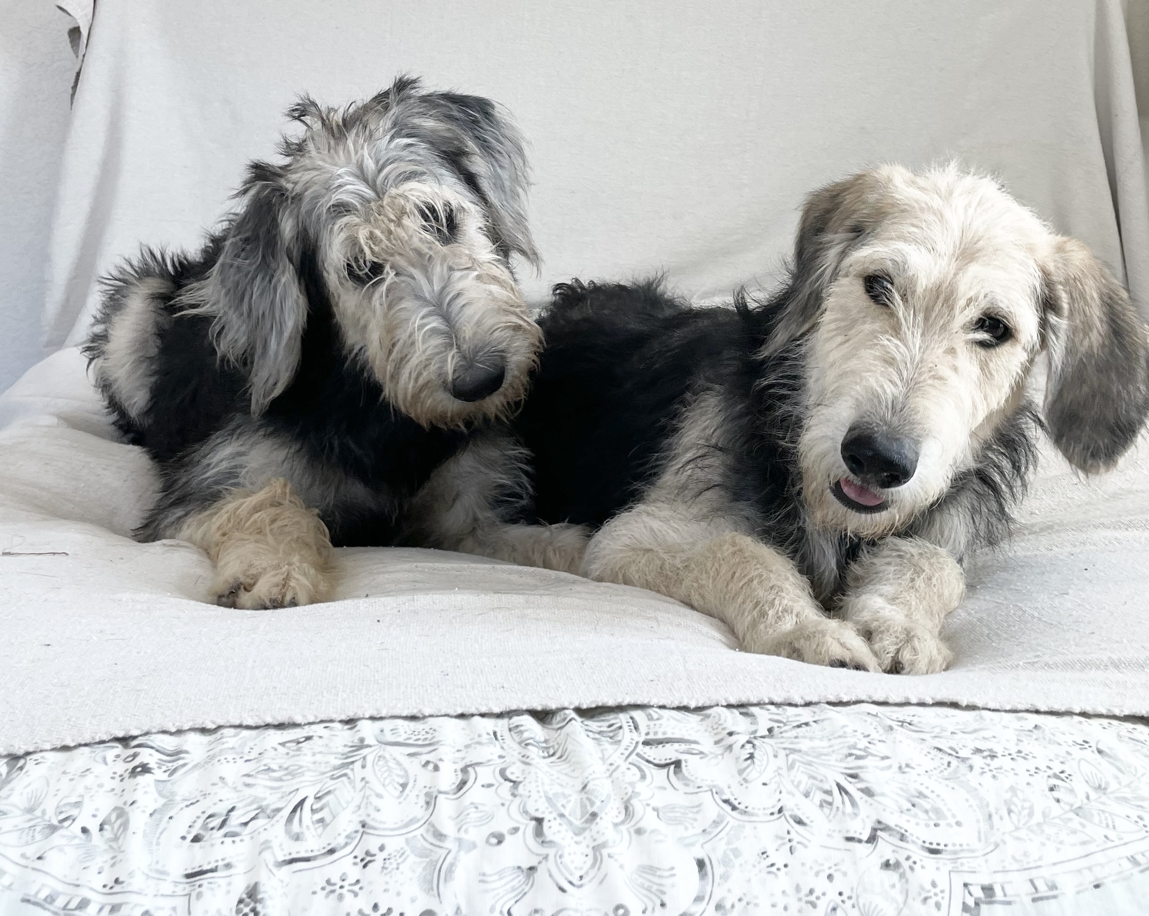Dog for adoption Amazing Caeli and Blaine, an Irish Wolfhound