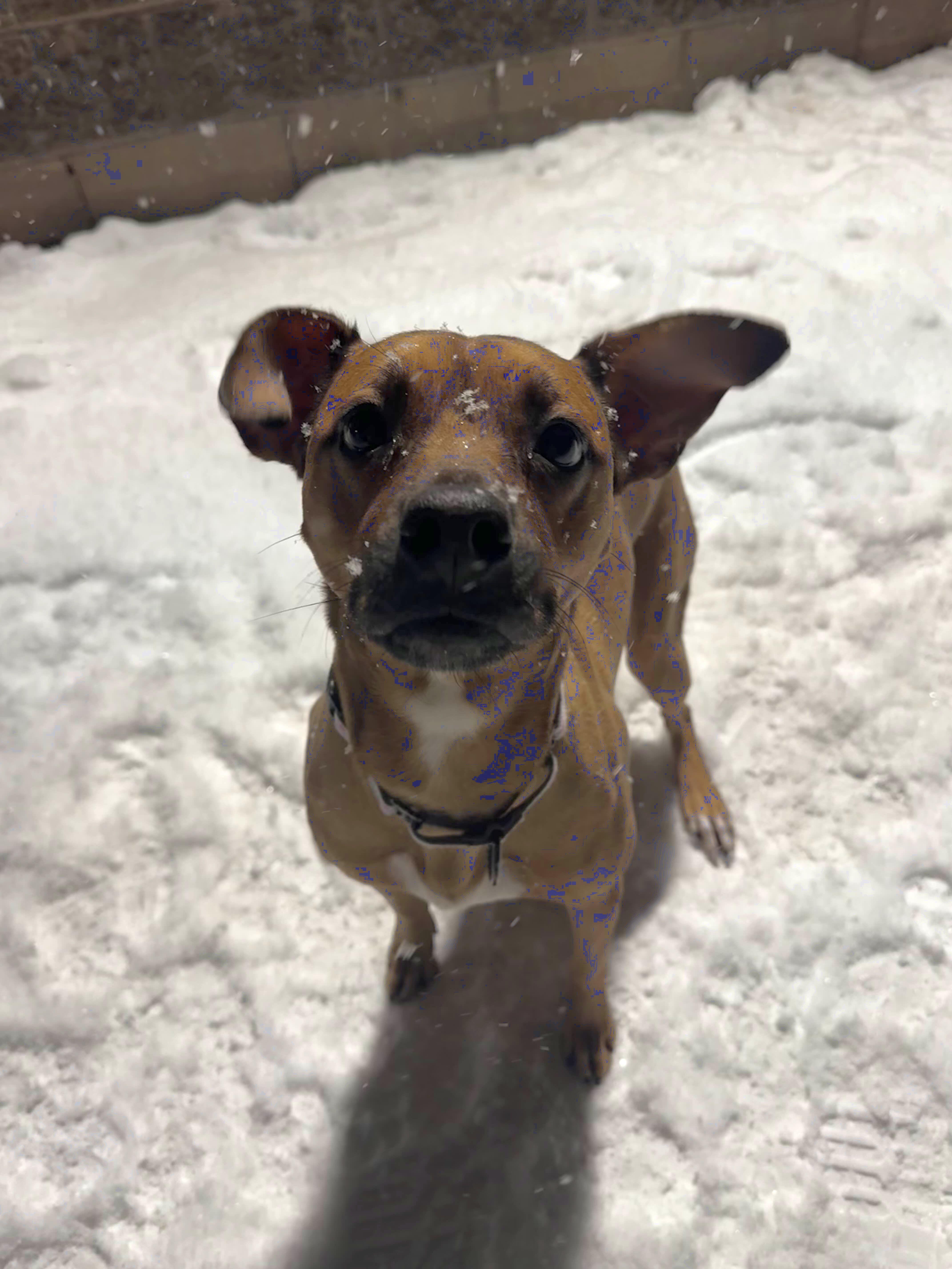 Enlarge Ryea Roo, a ADOPTABLE Mixed Breed in Houghton, MI image 1/3