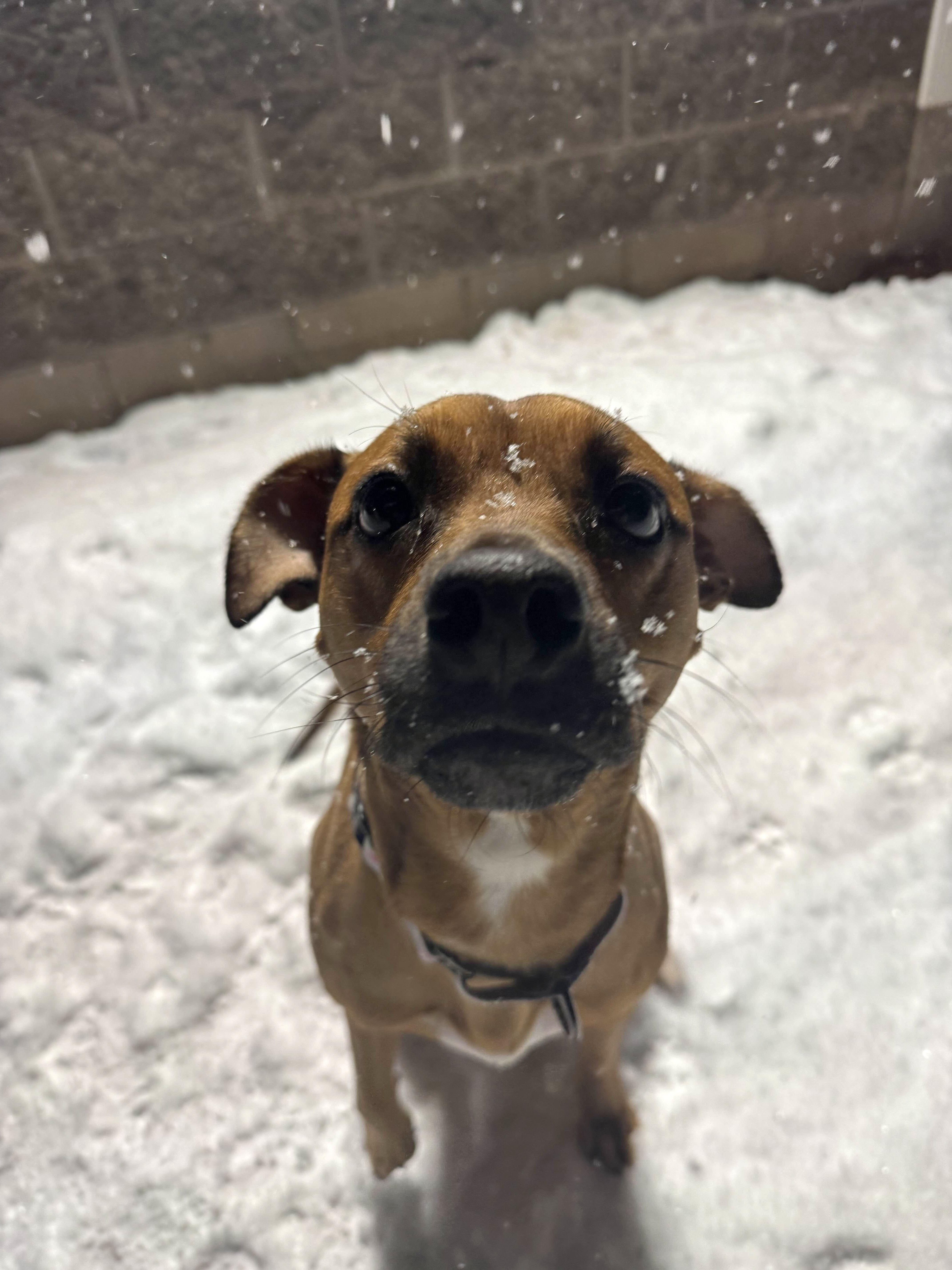 Enlarge Ryea Roo, a ADOPTABLE Mixed Breed in Houghton, MI image 3/3