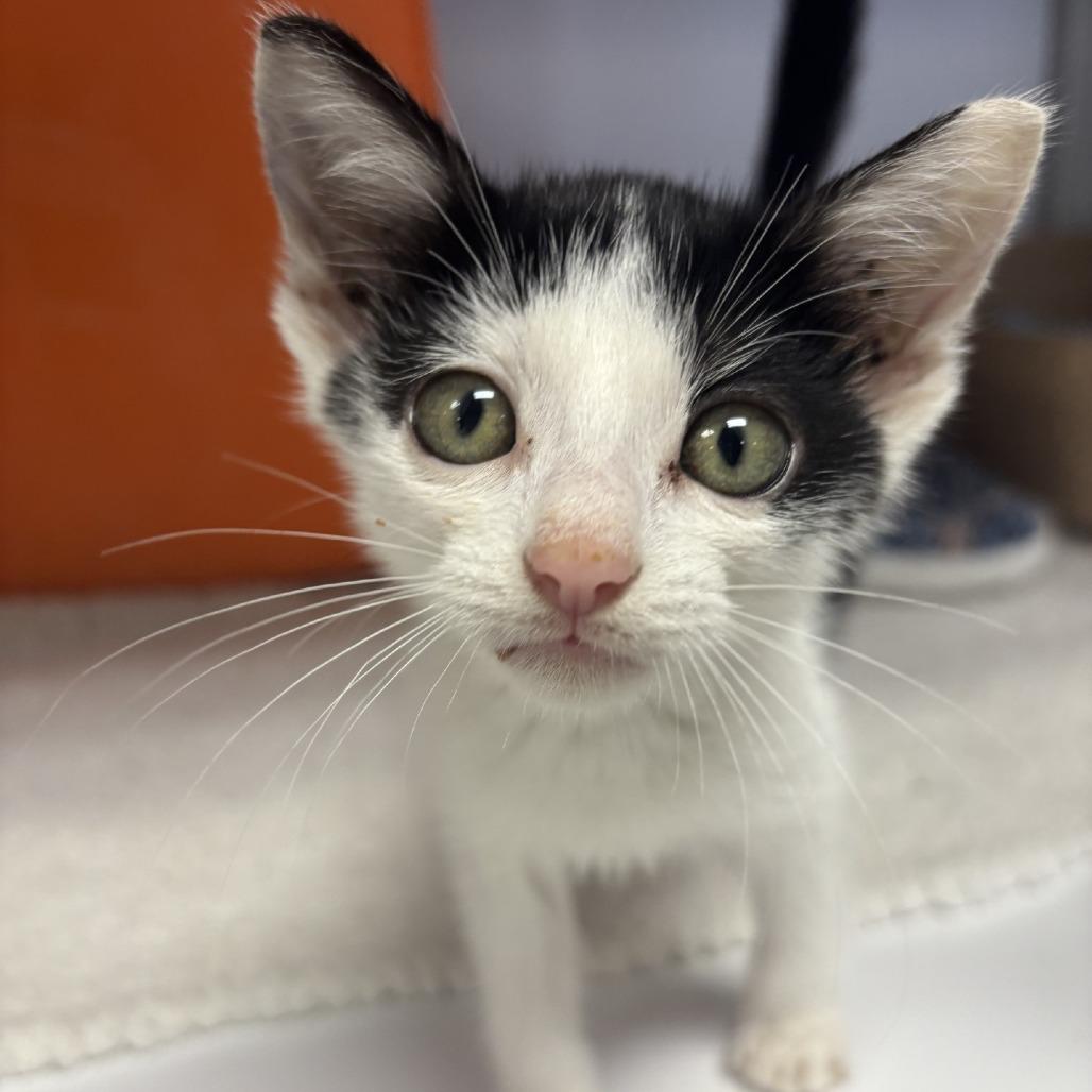 Pikachu, Adoptable, Kitten Male Domestic Short Hair.