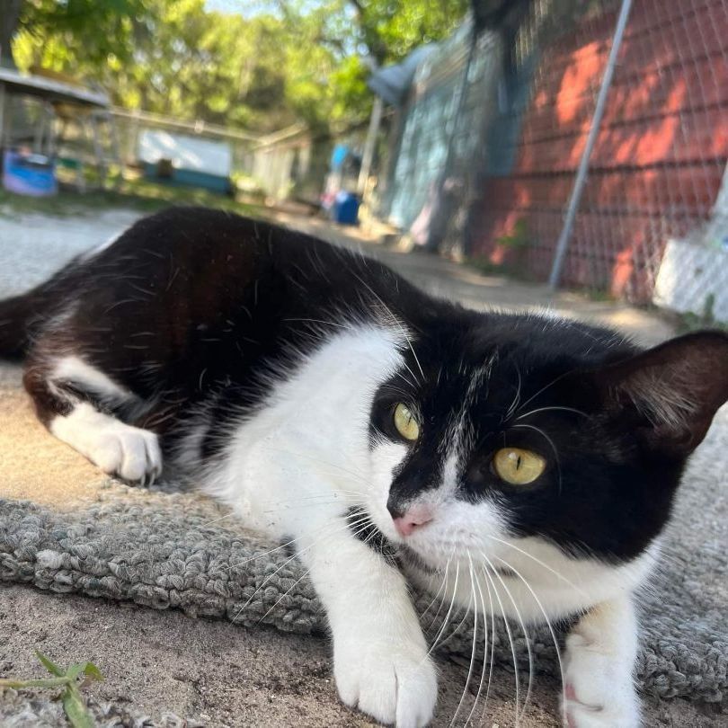 Dakota, a Adoptable Domestic Short Hair in Spring Hill, FL image 1/10