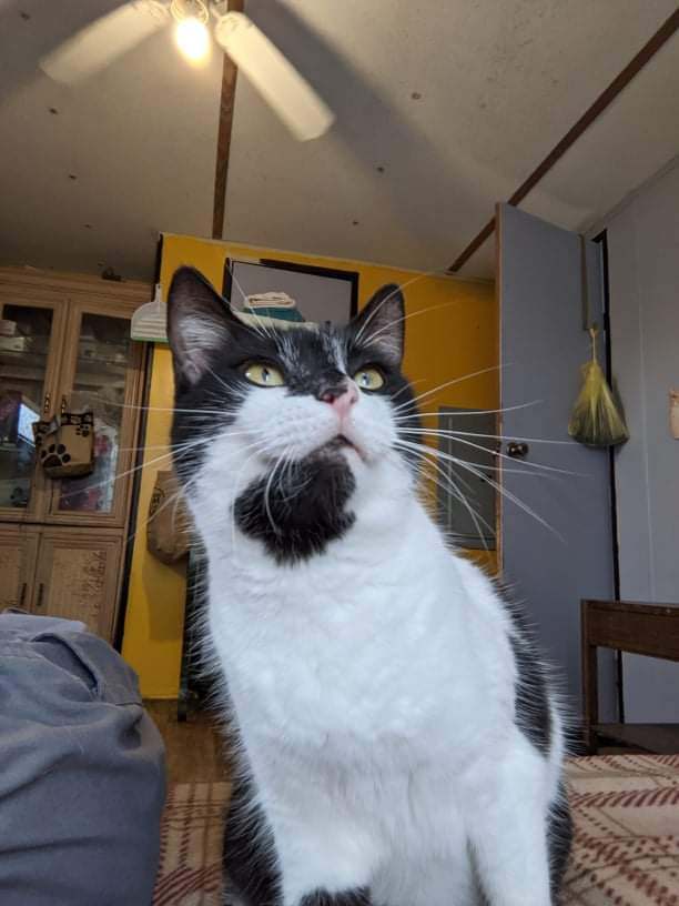 Dakota, a Adoptable Domestic Short Hair in Spring Hill, FL image 2/10