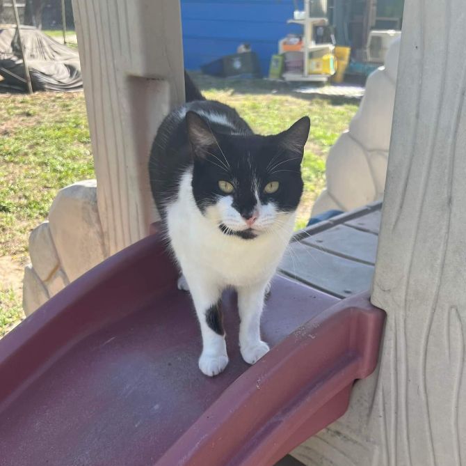 Dakota, a Adoptable Domestic Short Hair in Spring Hill, FL image 3/10