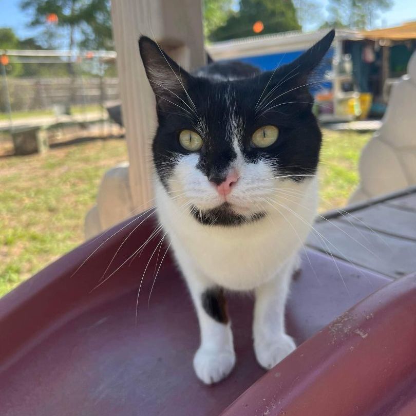 Dakota, a Adoptable Domestic Short Hair in Spring Hill, FL image 4/10