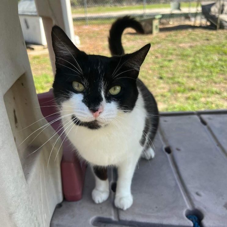 Dakota, a Adoptable Domestic Short Hair in Spring Hill, FL image 5/10