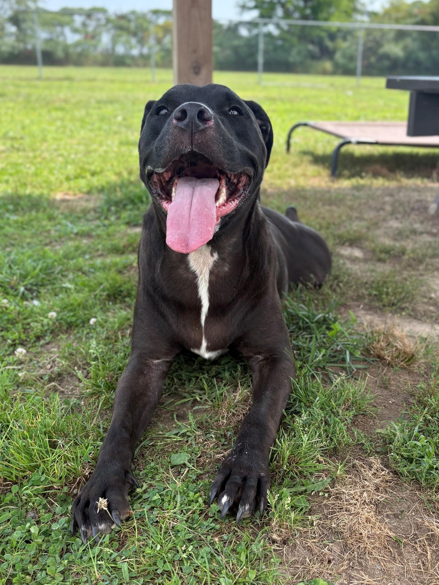 Enlarge Tank, a ADOPTABLE Mixed Breed in Ionia, MI image 4/6