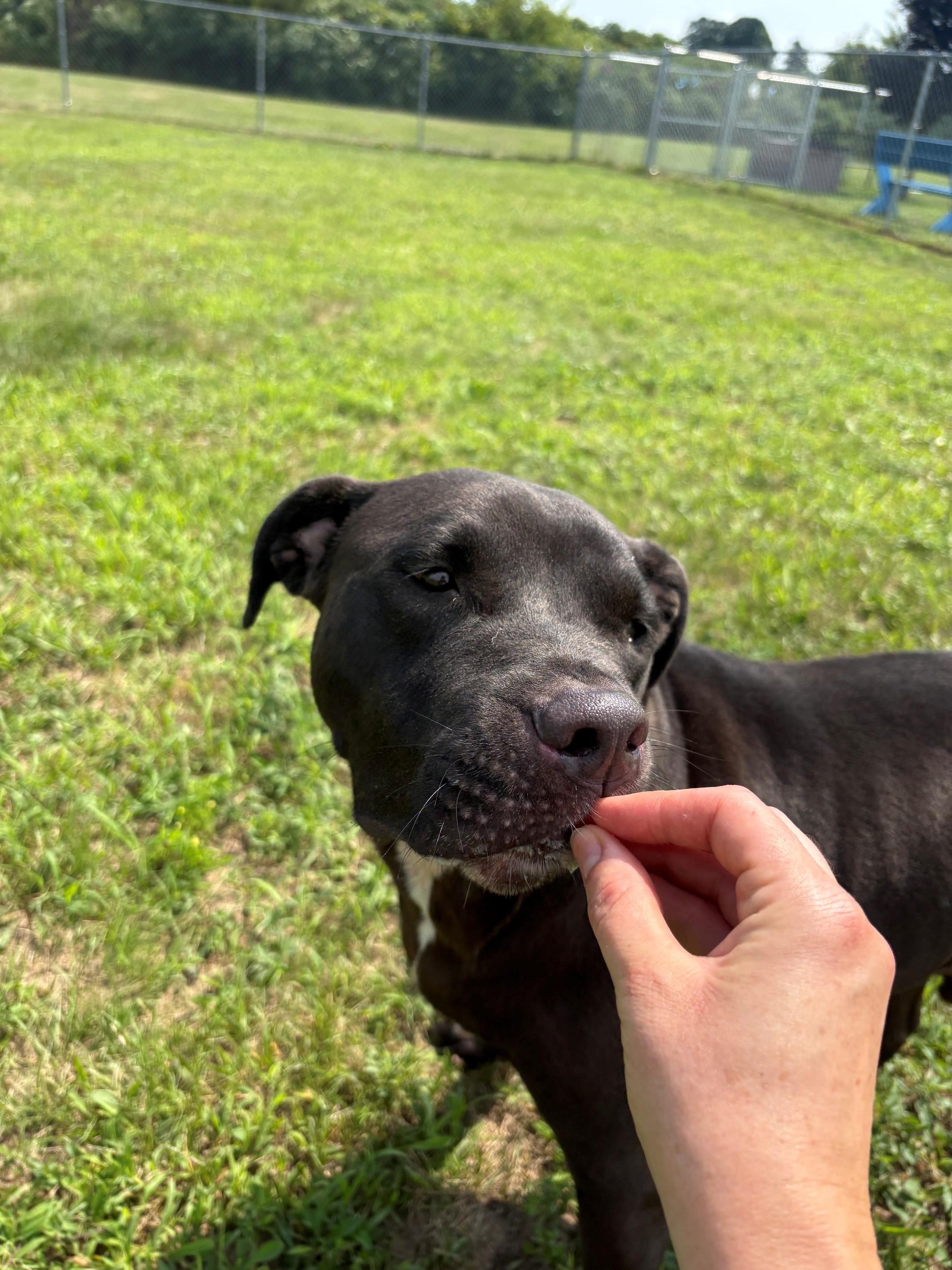 Enlarge Tank, a ADOPTABLE Mixed Breed in Ionia, MI image 2/6