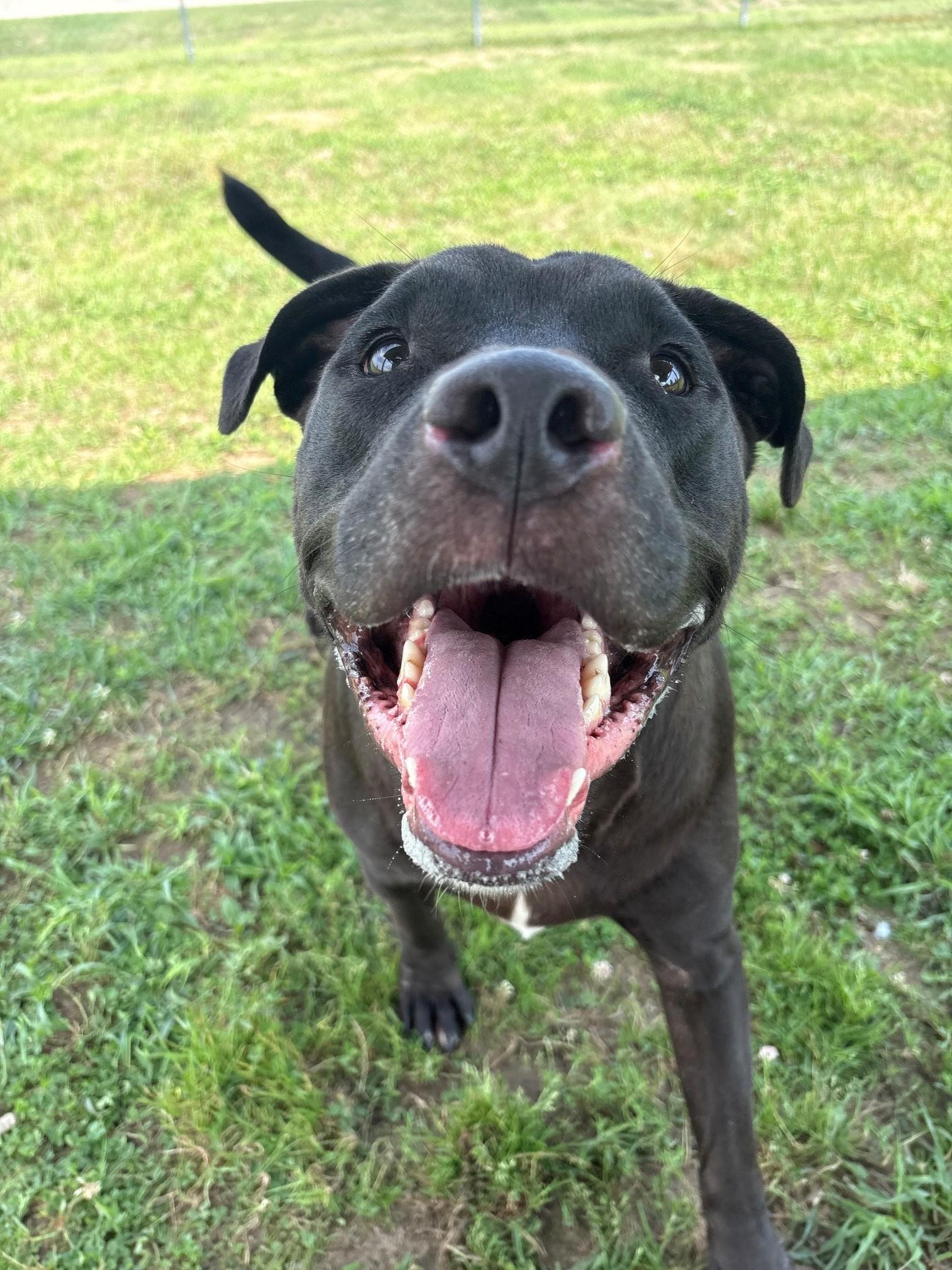 Enlarge Tank, a ADOPTABLE Mixed Breed in Ionia, MI image 3/6