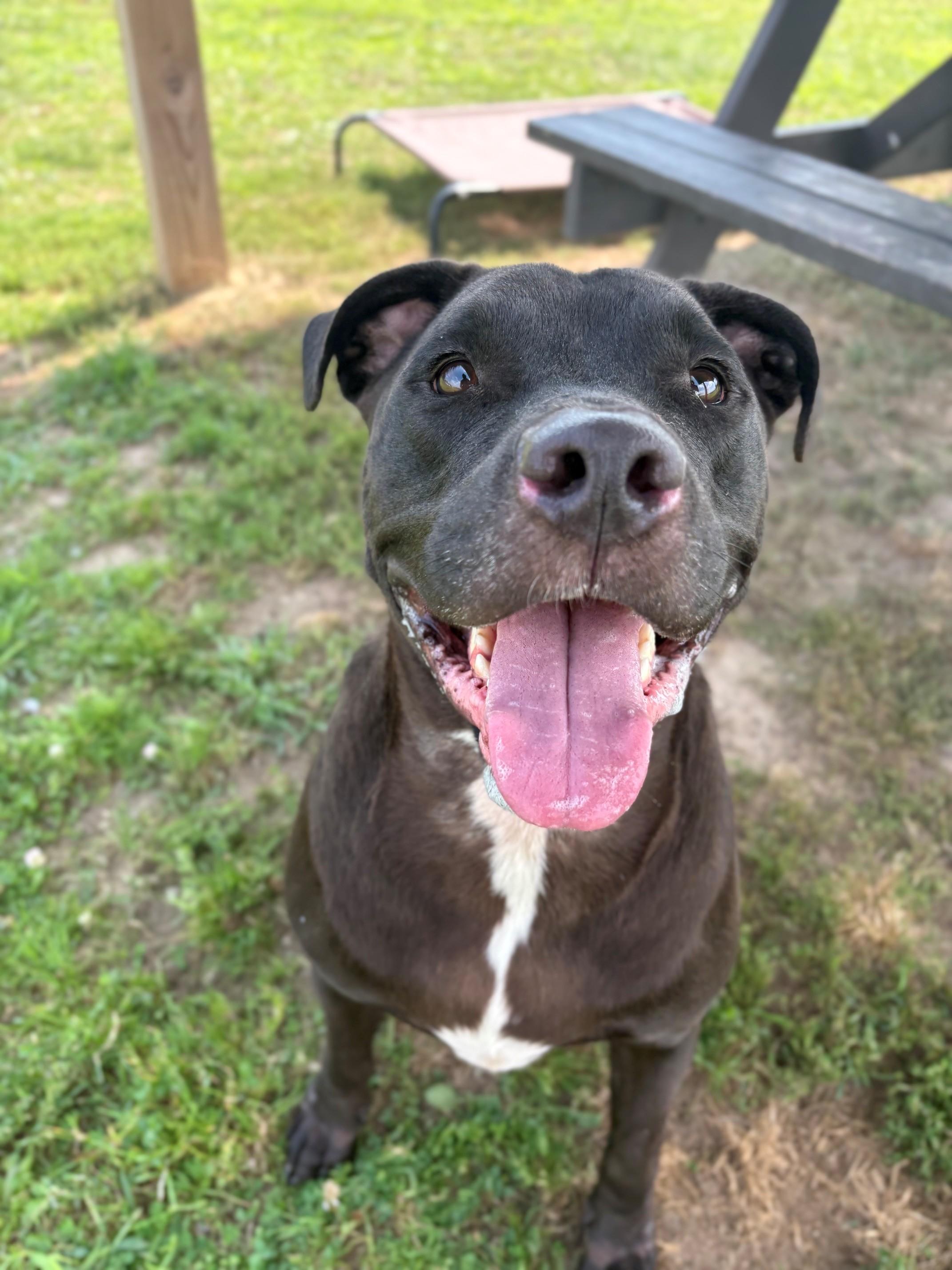 Enlarge Tank, a ADOPTABLE Mixed Breed in Ionia, MI image 6/6