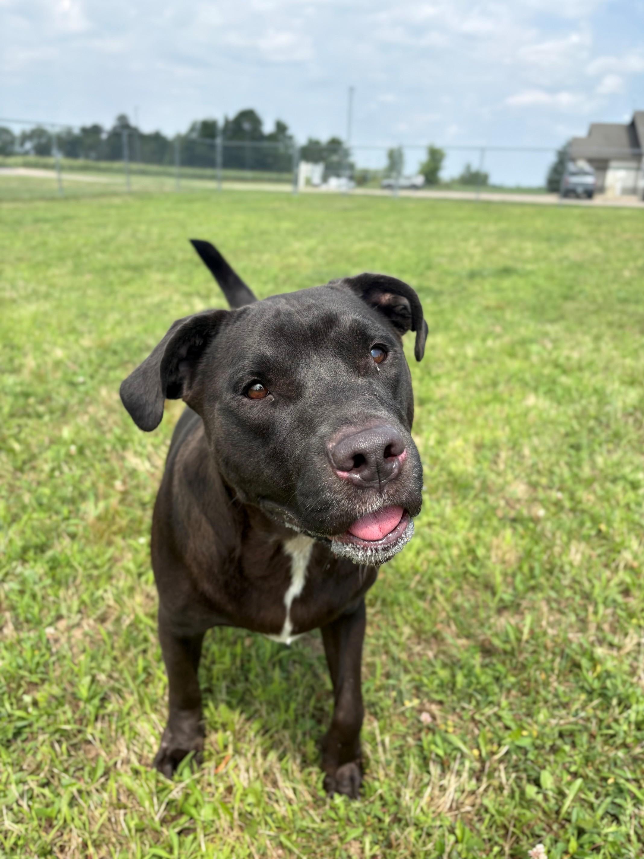 Enlarge Tank, a ADOPTABLE Mixed Breed in Ionia, MI image 5/6