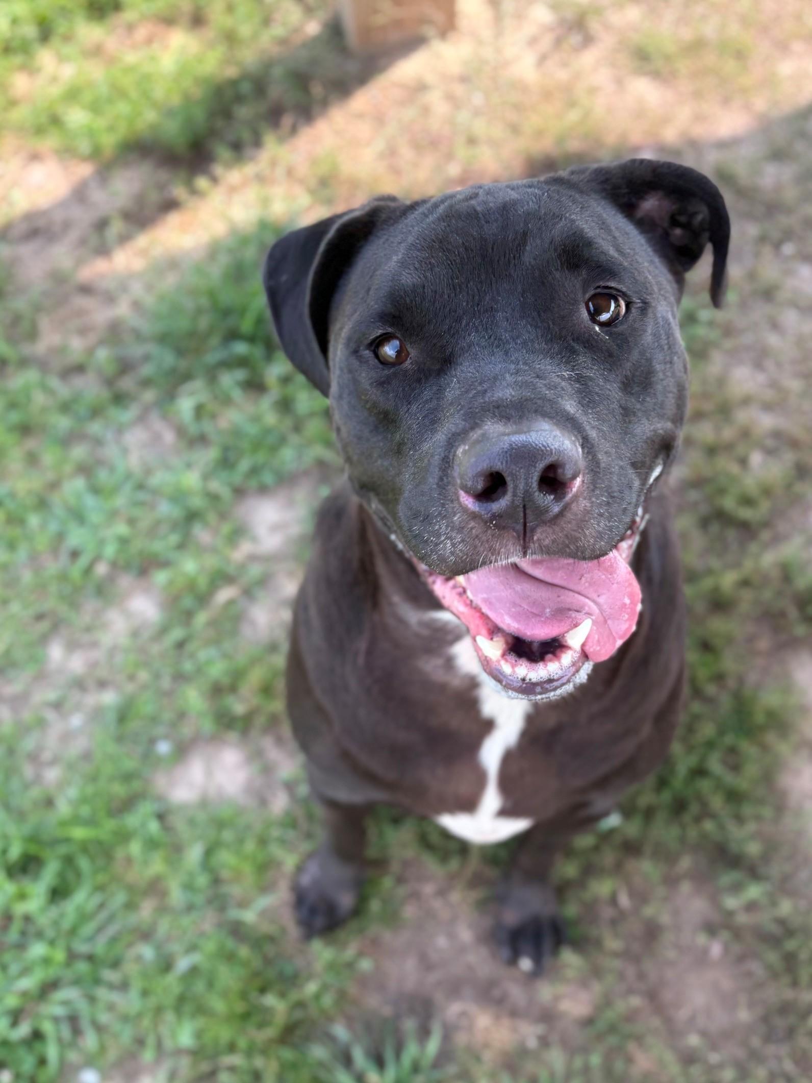 Tank, ADOPTABLE, Adult Male Mixed Breed.