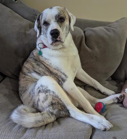 Enlarge Cu, a Adoptable mixed breed in Gwinn, MI image 1/1