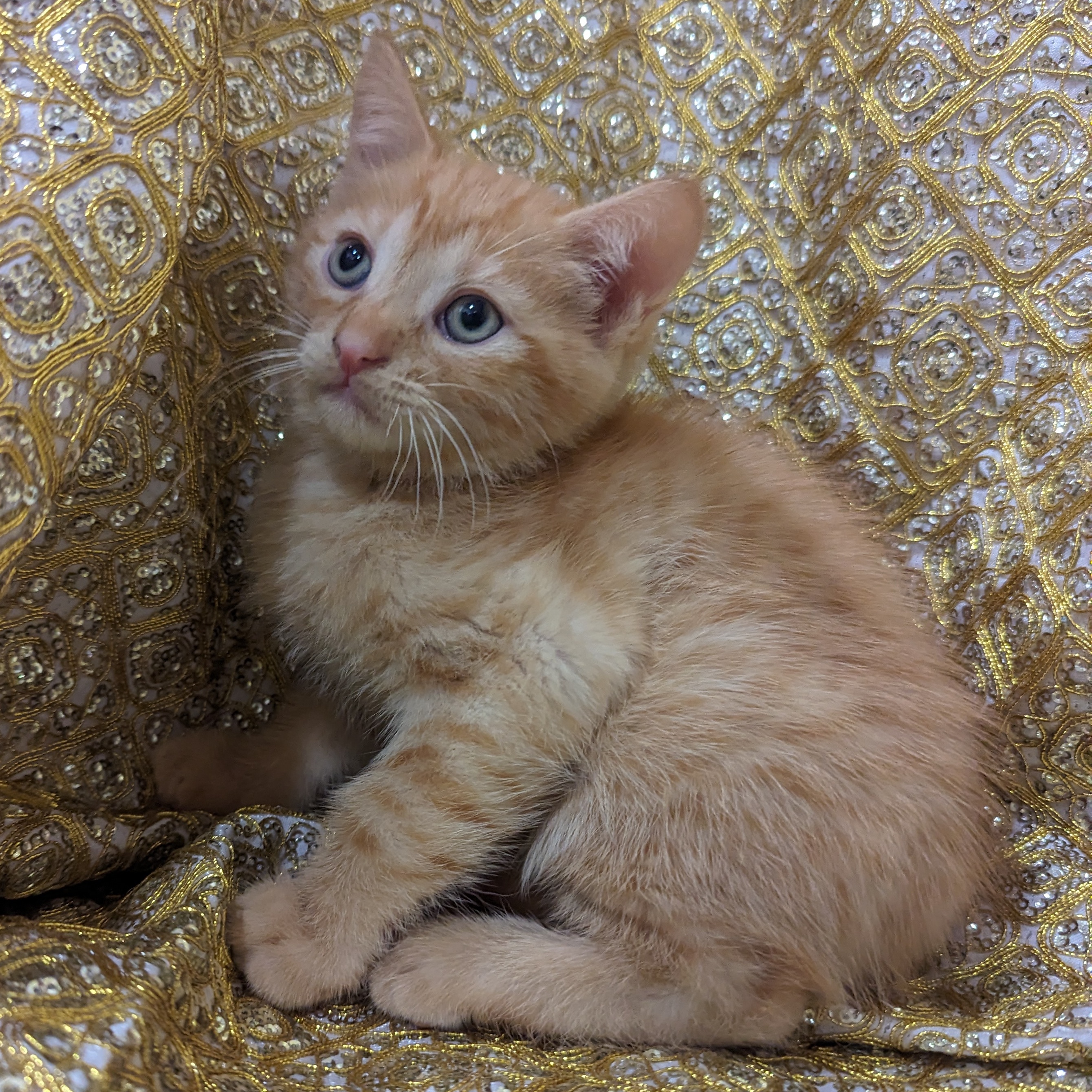 Foxtrot, an adoptable Tabby, Domestic Short Hair in Sacramento, CA, 95834 | Photo Image 5
