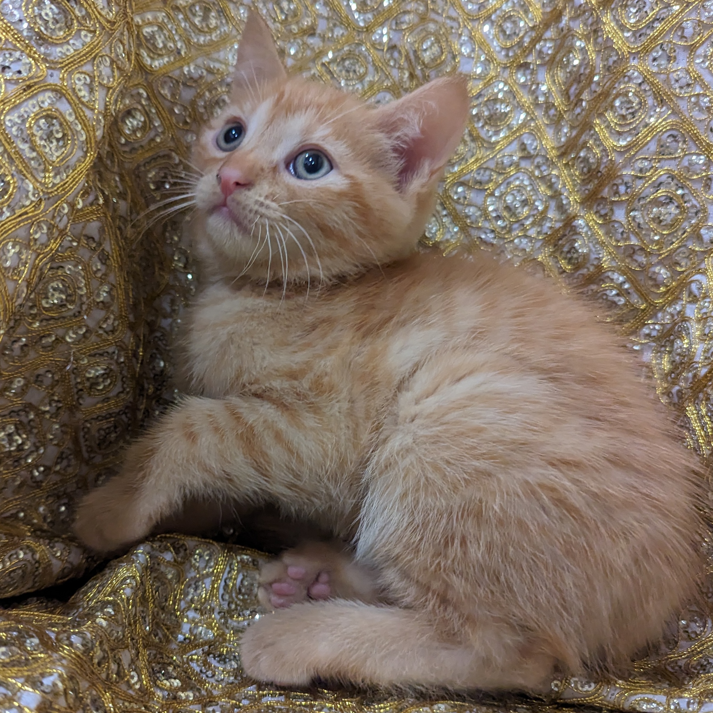 Foxtrot, an adoptable Tabby, Domestic Short Hair in Sacramento, CA, 95834 | Photo Image 4