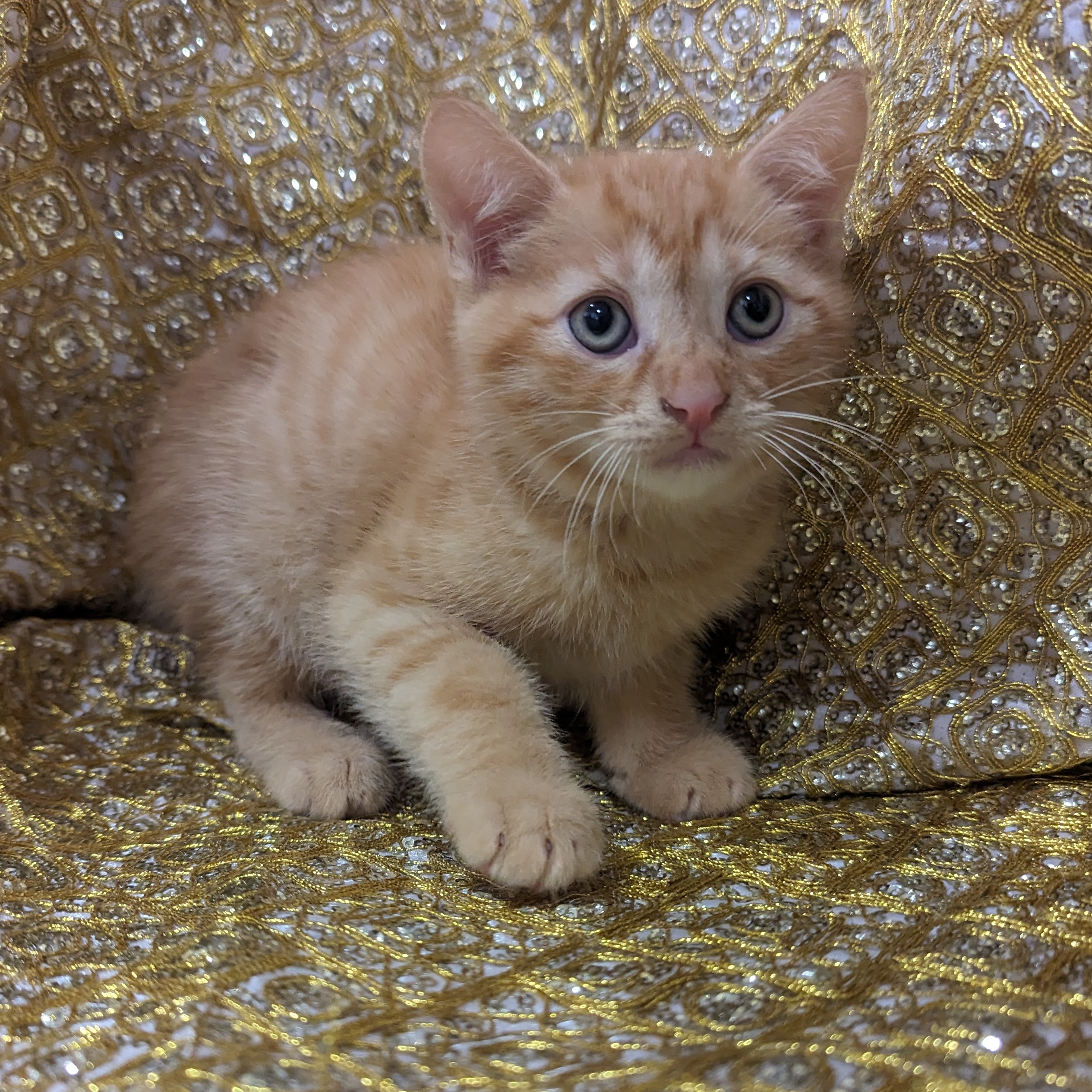 Foxtrot, an adoptable Tabby, Domestic Short Hair in Sacramento, CA, 95834 | Photo Image 6