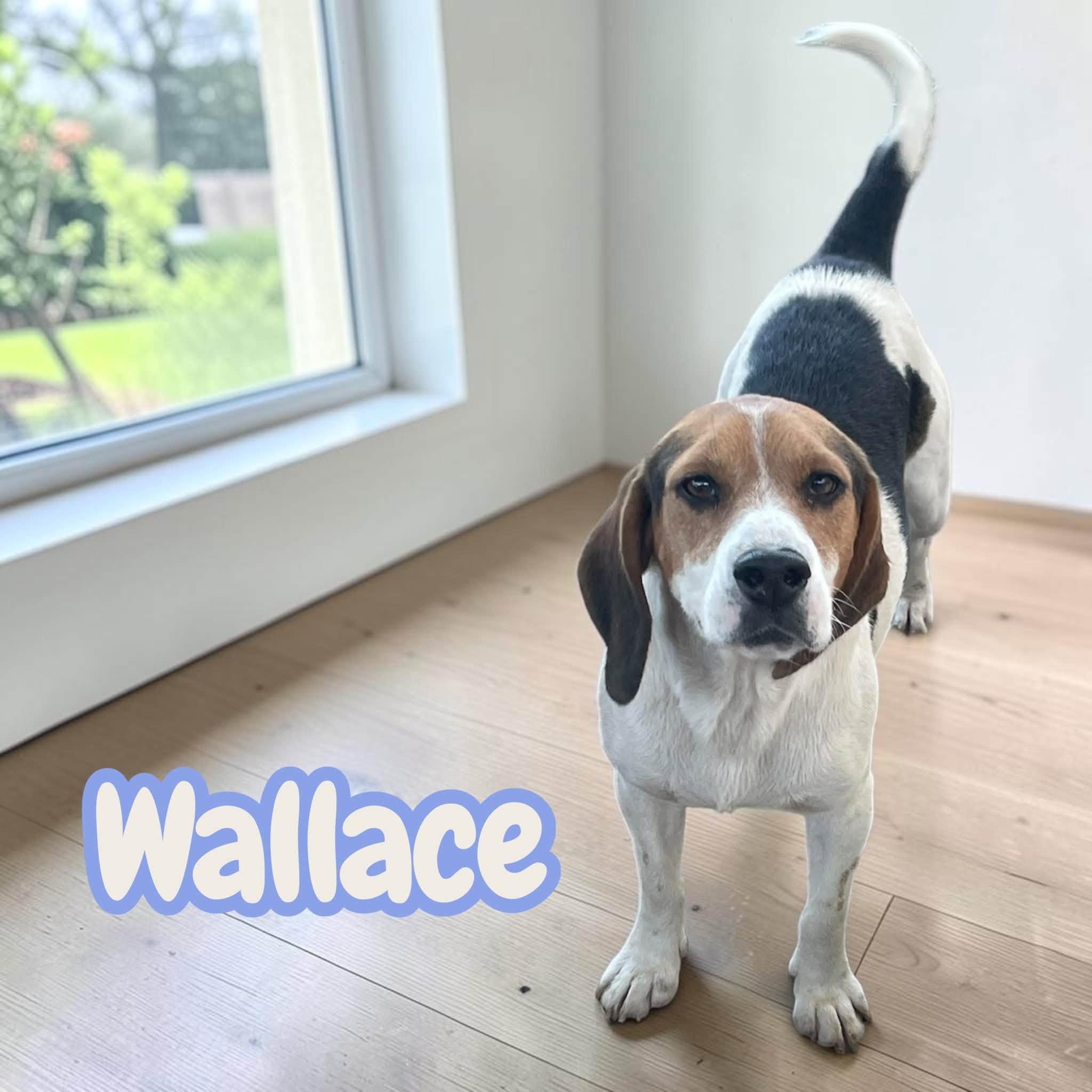 Wallace - silly and lovable photo