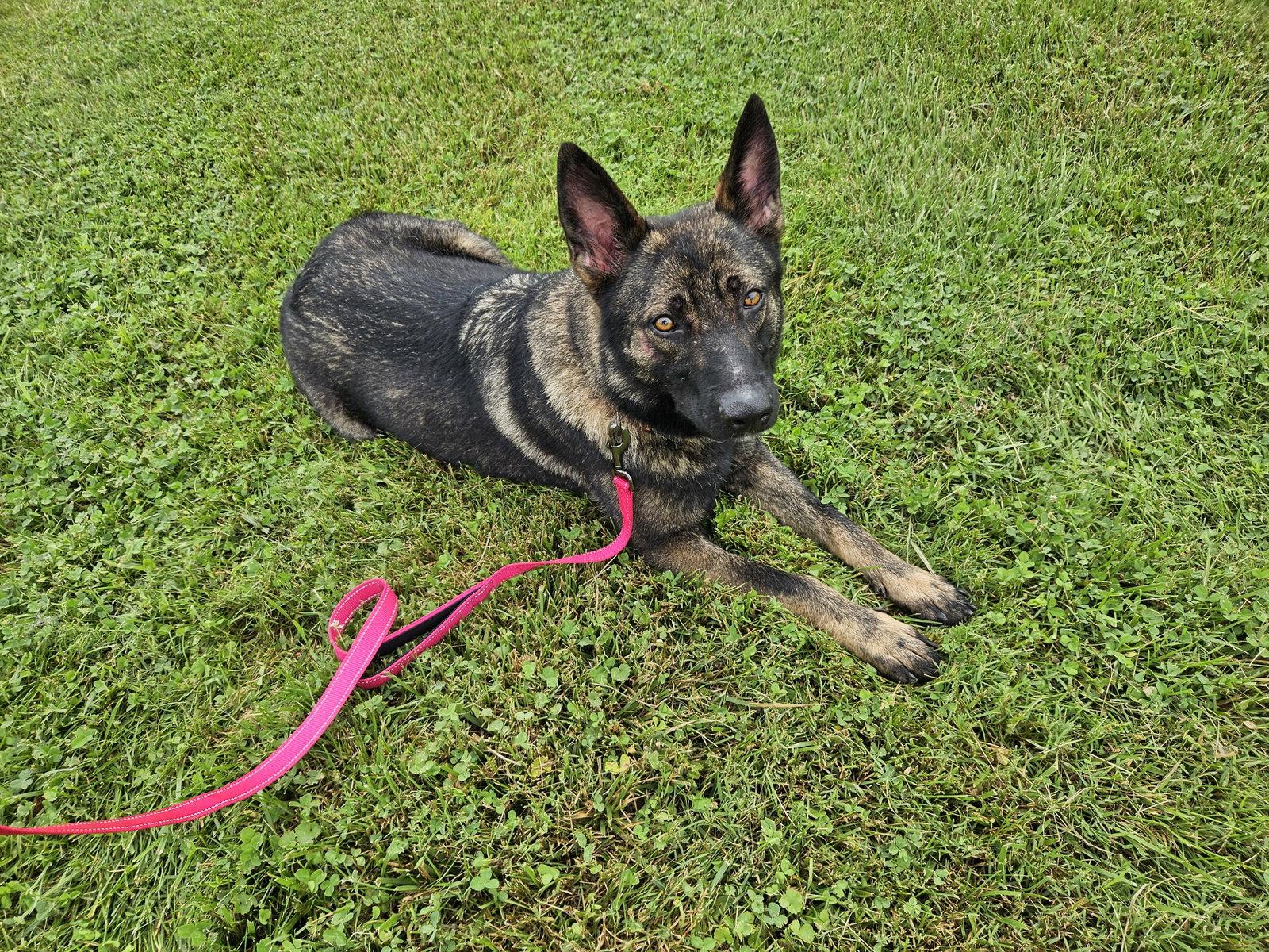 Lilith, a Adoptable German Shepherd Dog in Louisville, KY image 1/3